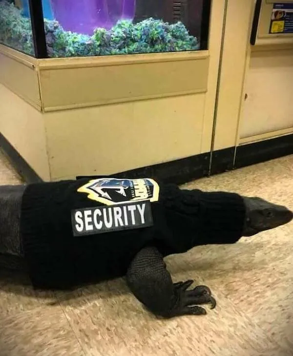 Varen pohodlne oblečený v uniforme so znakom Security pri akváriu.