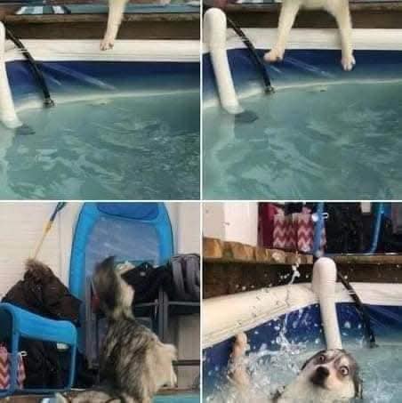 Pes husky nečakane spadol do bazéna, jeho prekvapený výraz vo vode vtipne zachytený na fotografiách.
