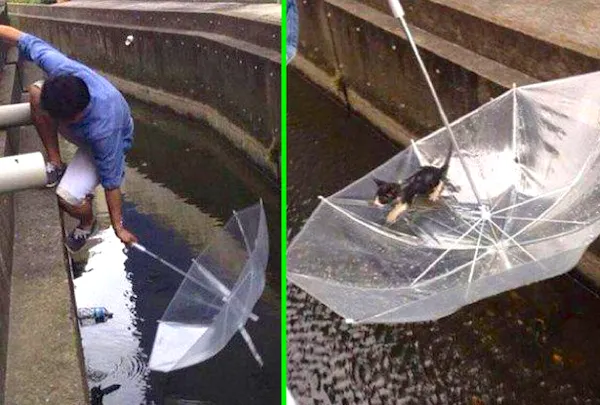 Muž zachraňuje mačiatko z kanála pomocou obráteného dáždnika.