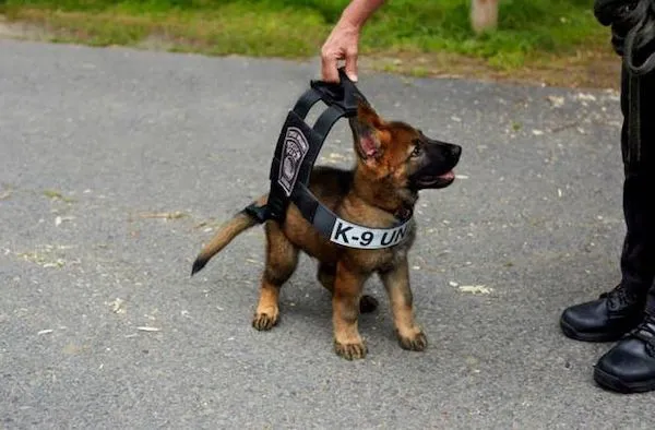 Šteniatko nemeckého ovčiaka v postroji K-9 počas tréningu na asfaltovej ceste.