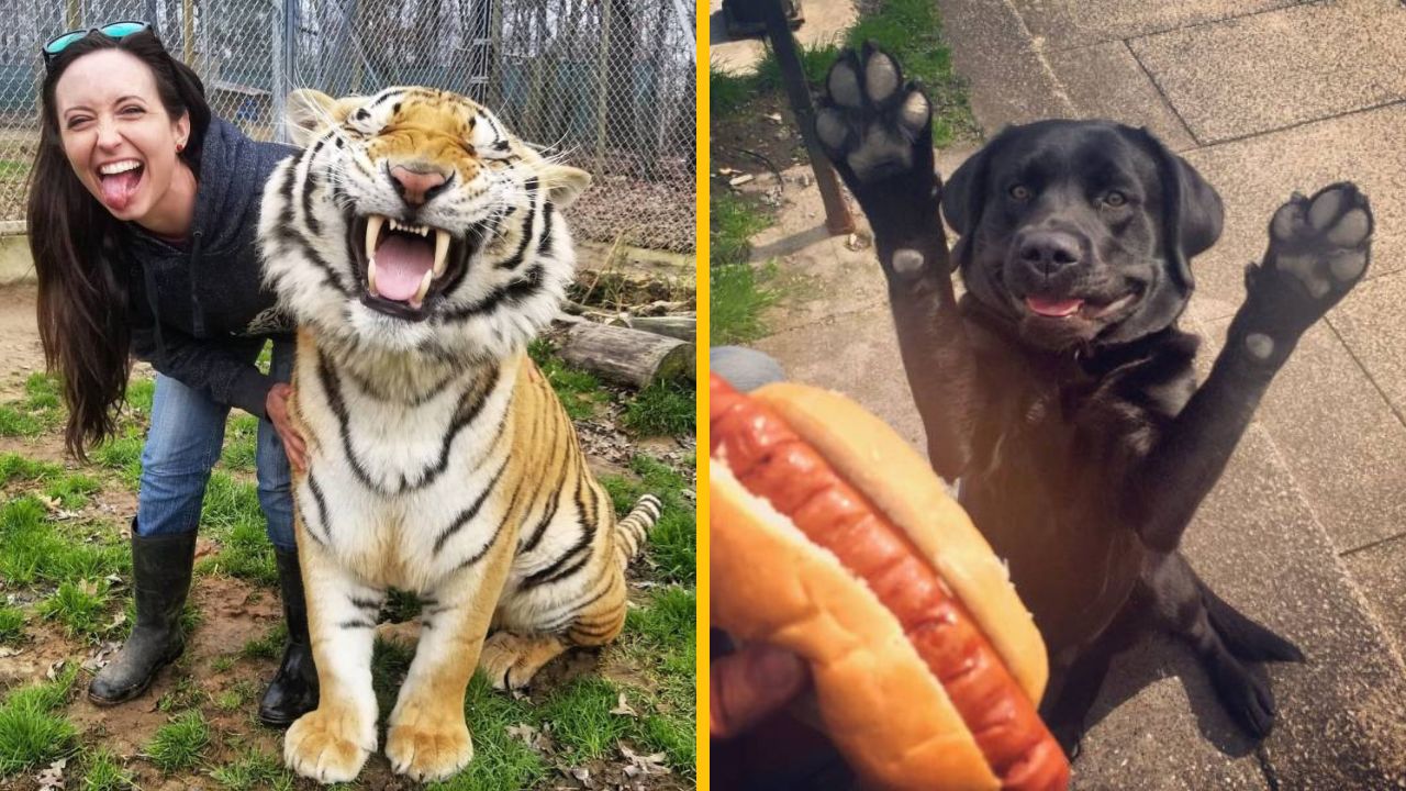 Žena pózuje so smejúcim sa tigrom; šťastný pes zdvíha labky pred hotdogom.