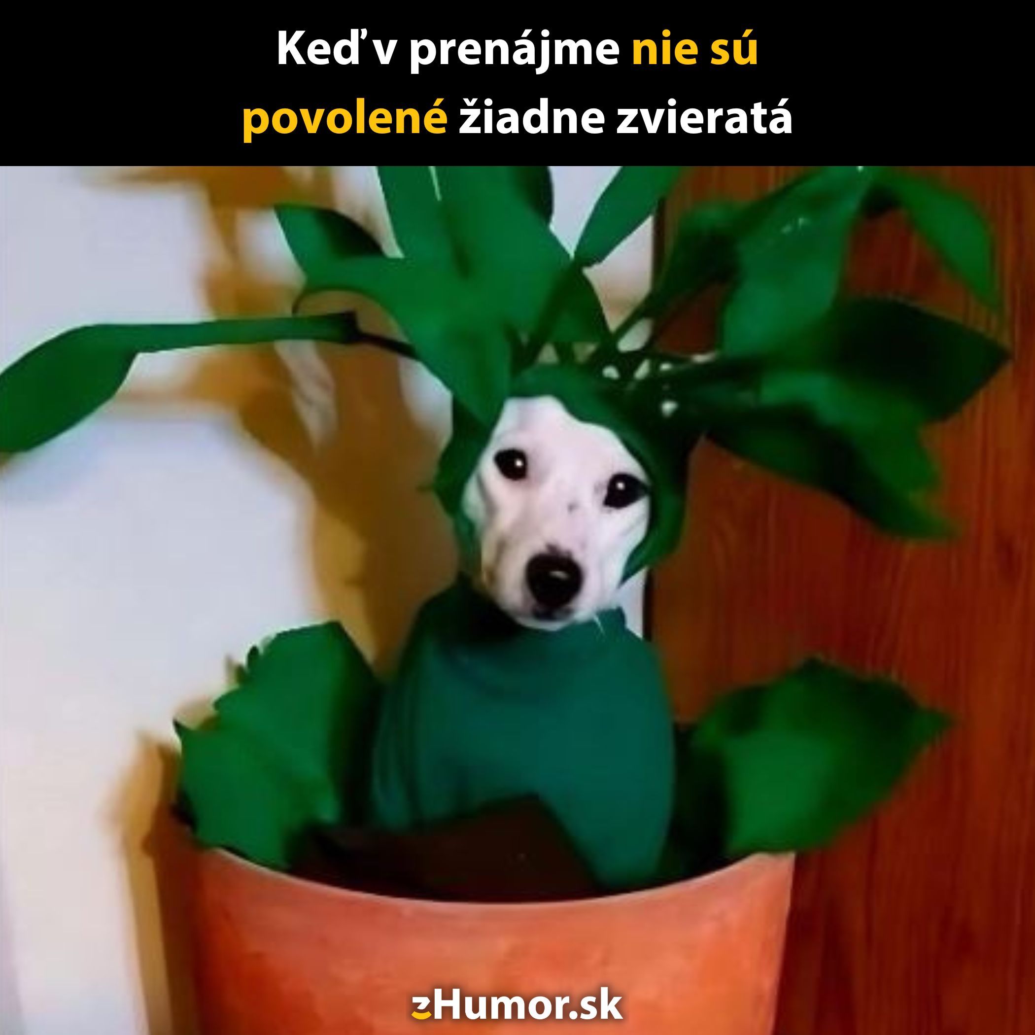 Pes v kvetináči prezlečený za rastlinu, keď nie sú povolené domáce zvieratá v prenájme.