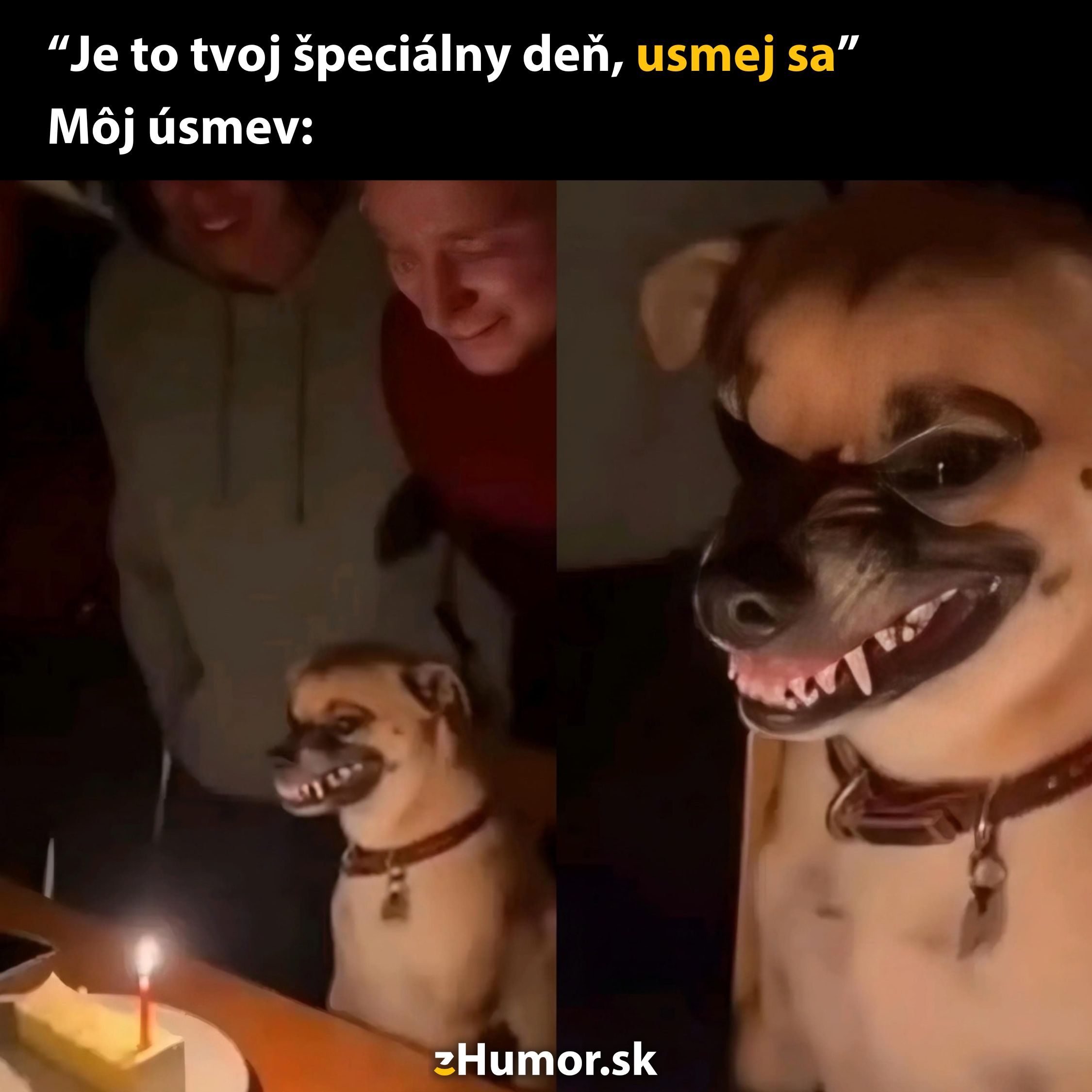 Pes s vtipne zdeformovaným úsmevom pri narodeninovej torte, nápis Je to tvoj špeciálny deň, usmej sa.
