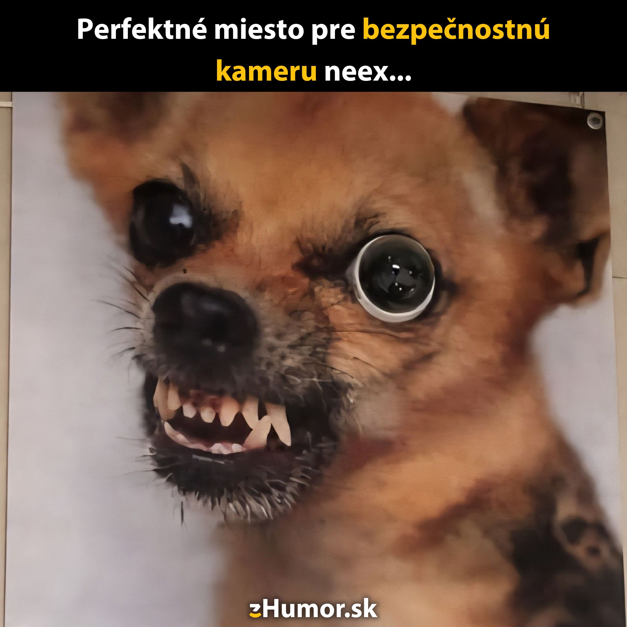 Pes s komickým pohľadom a kamerou namiesto oka. Perfektné miesto pre bezpečnostnú kameru so zmyslom pre humor.