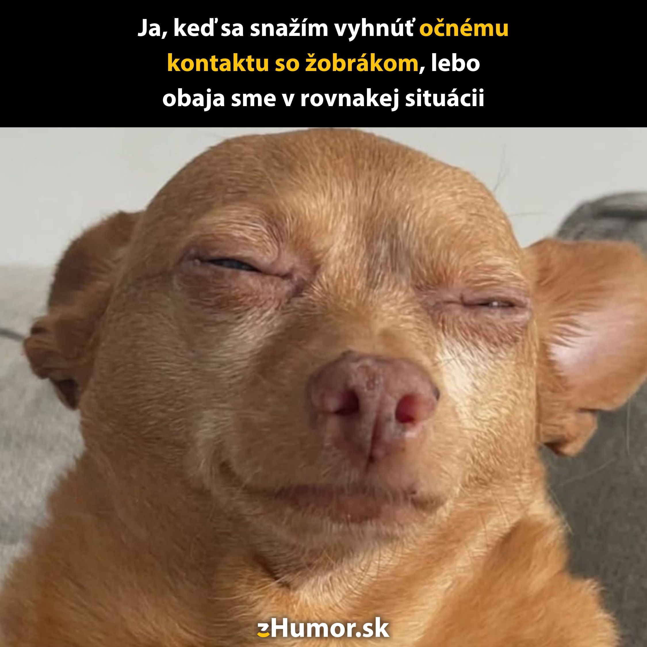 Pes so zavretými očami vyjadruje pocit trápnosti, snaha ignorovať nepríjemnú situáciu s humorom.