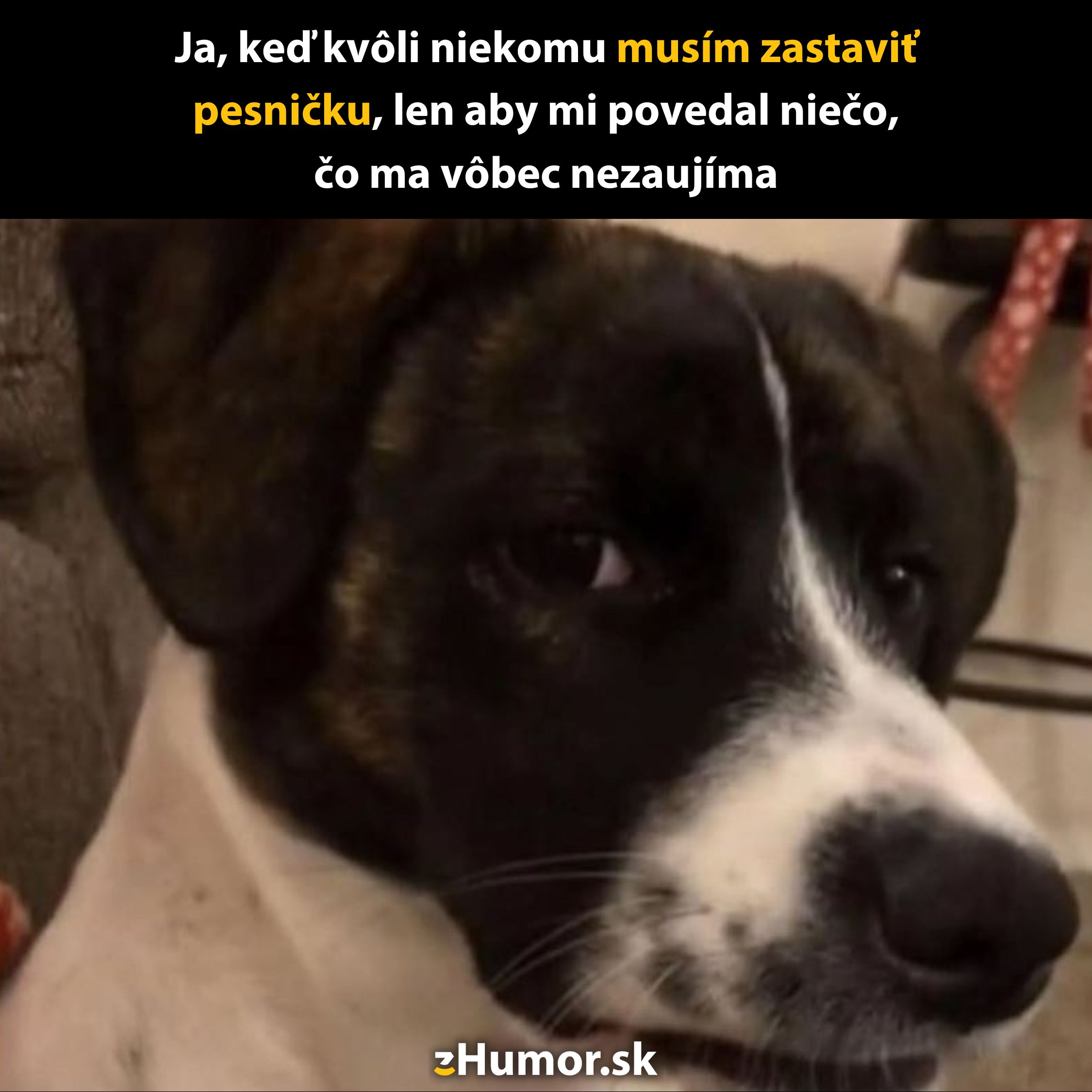 Pes s nevrlým výrazom ilustruje pocit znechutenia pri prerušení obľúbenej pesničky nezaujímavou konverzáciou.
