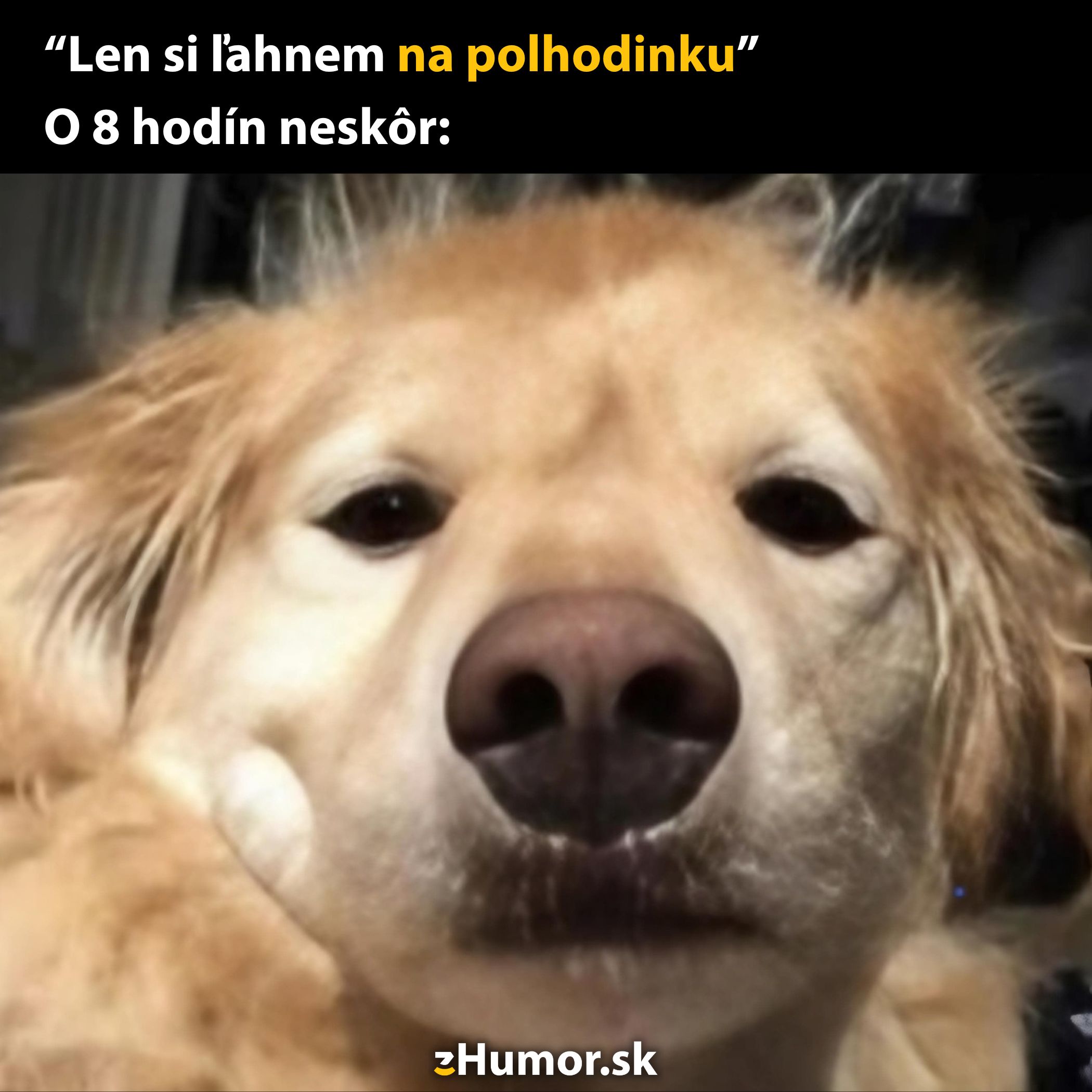 Pes zaspáva na 30 minút, prebudí sa po 8 hodinách.