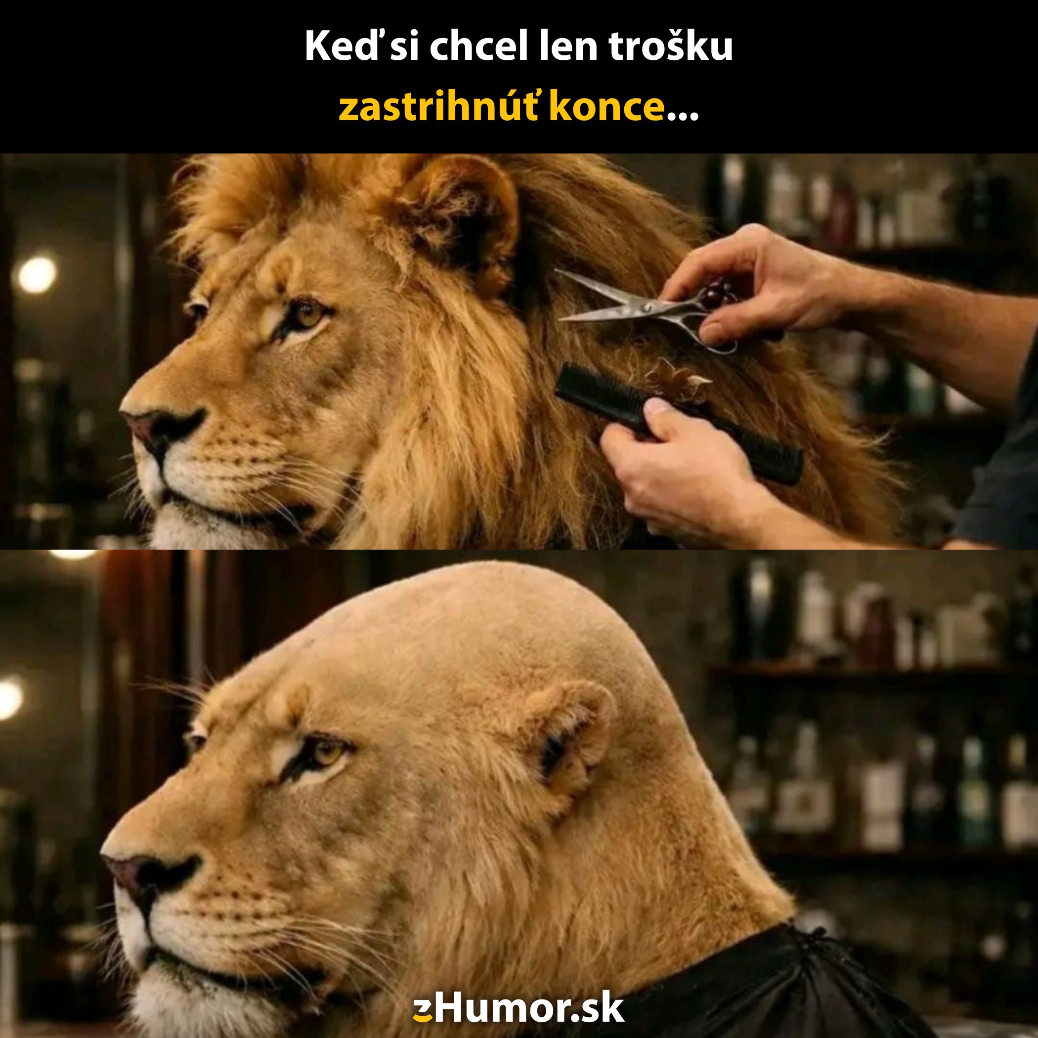 Lev v kaderníctve: pred aj po strihaní hrivy, so žartovným výrazom na tému zostrihnutie koncov.