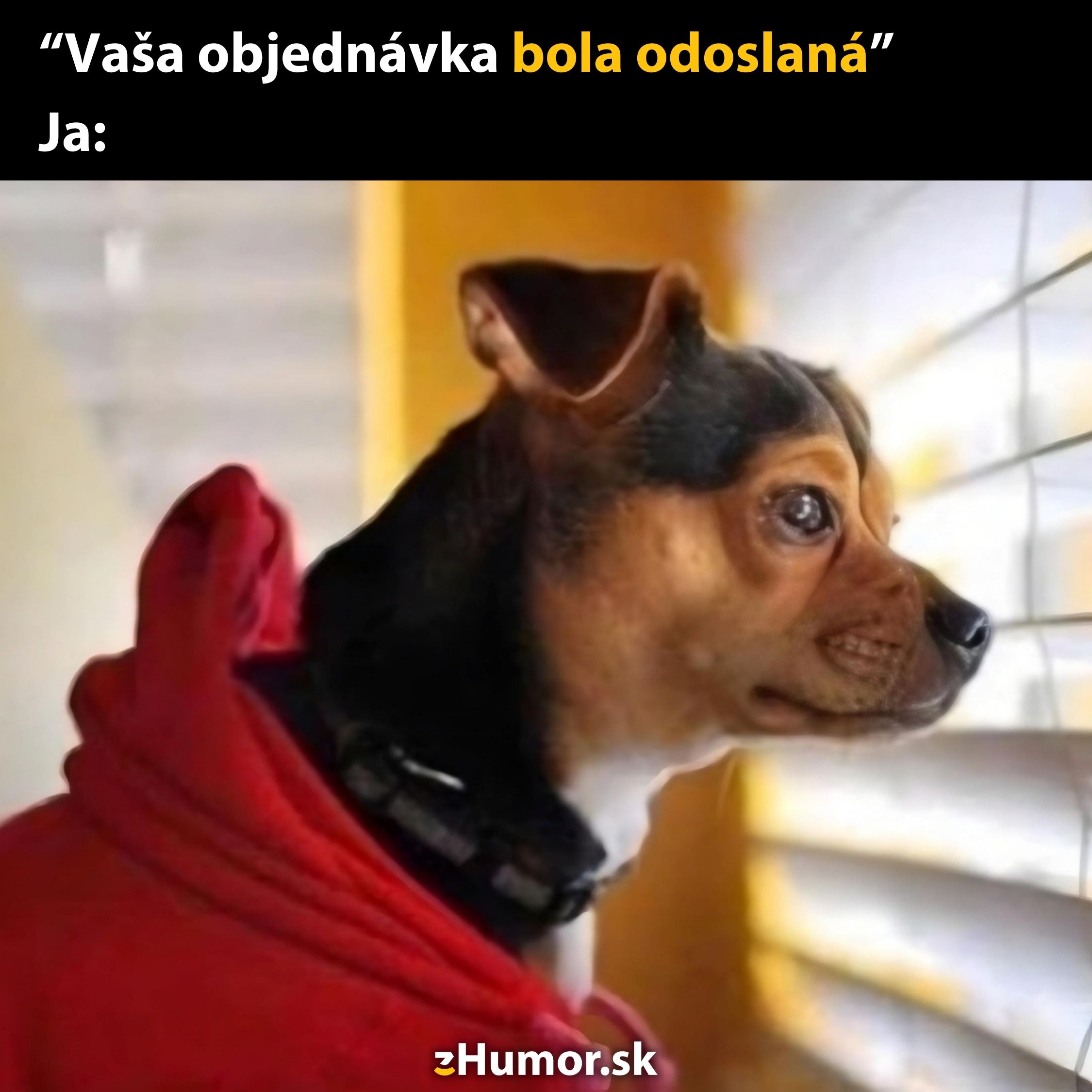 Pes v červenej mikine netrpezlivo čaká pri okne na doručenie objednávky.
