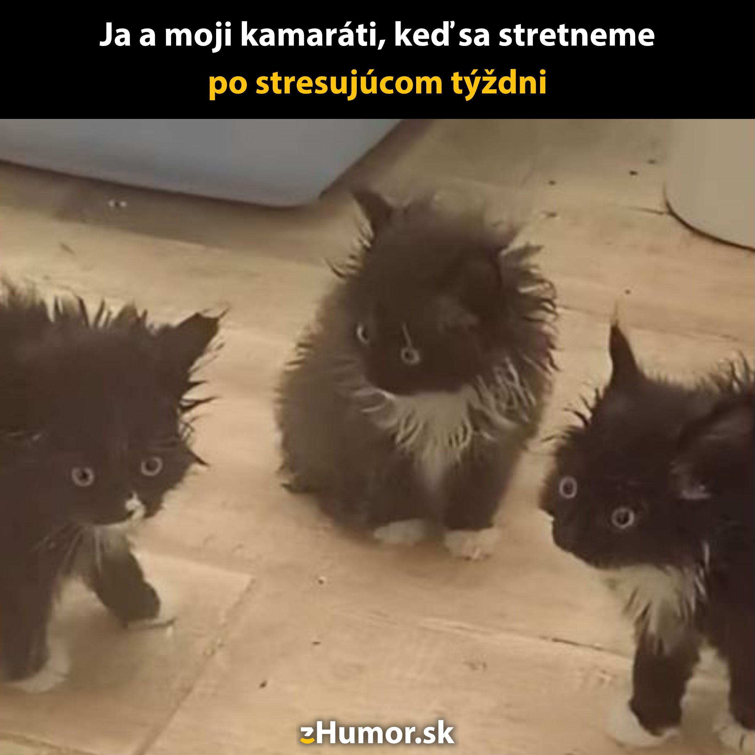 Tri rozkošné a rozstrapatené čierne mačiatka s bielymi škvrnami na drevenej podlahe.