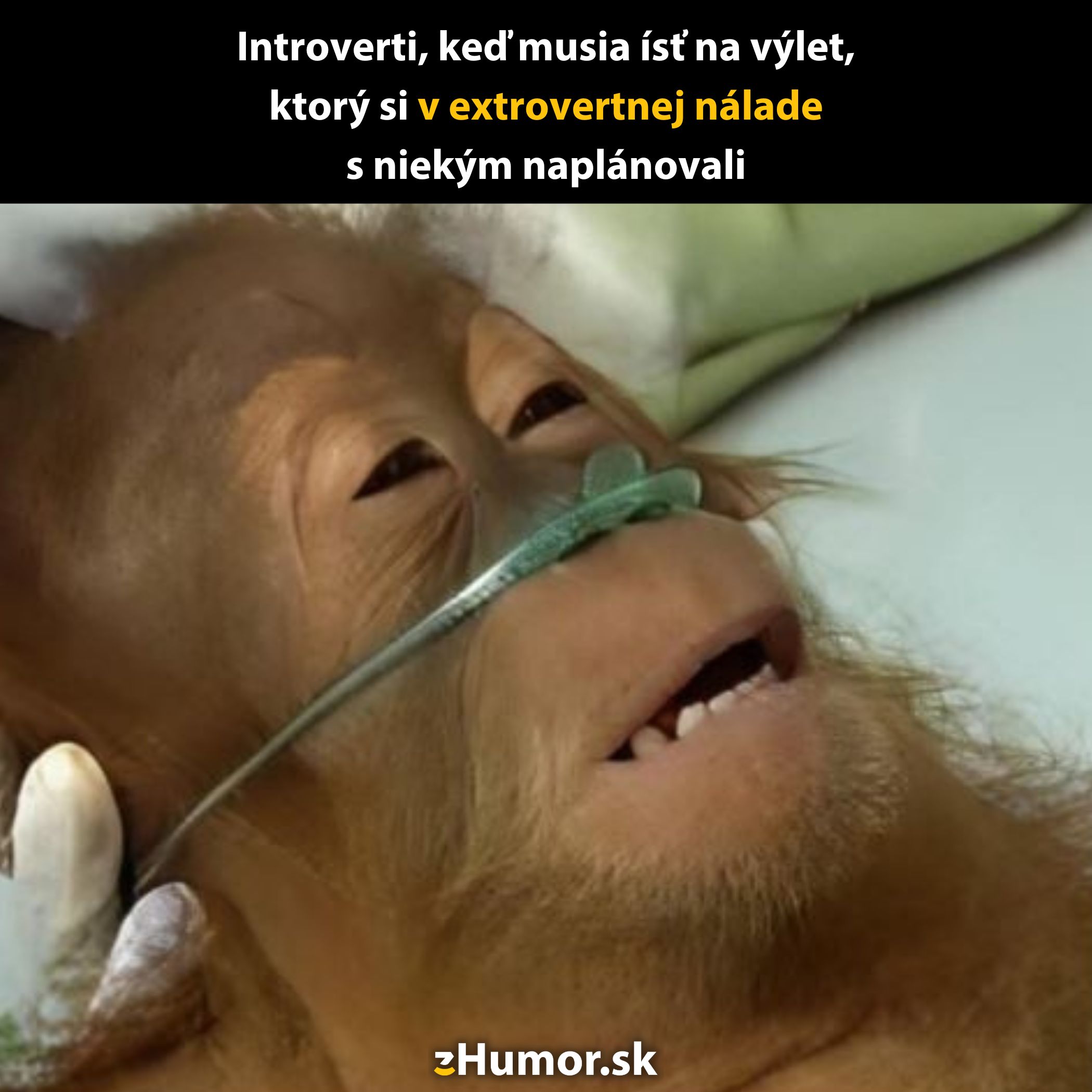 Opica s kyslíkovou maskou leží na lôžku, ilustruje pocit vyčerpania introvertov po extrovertných aktivitách.