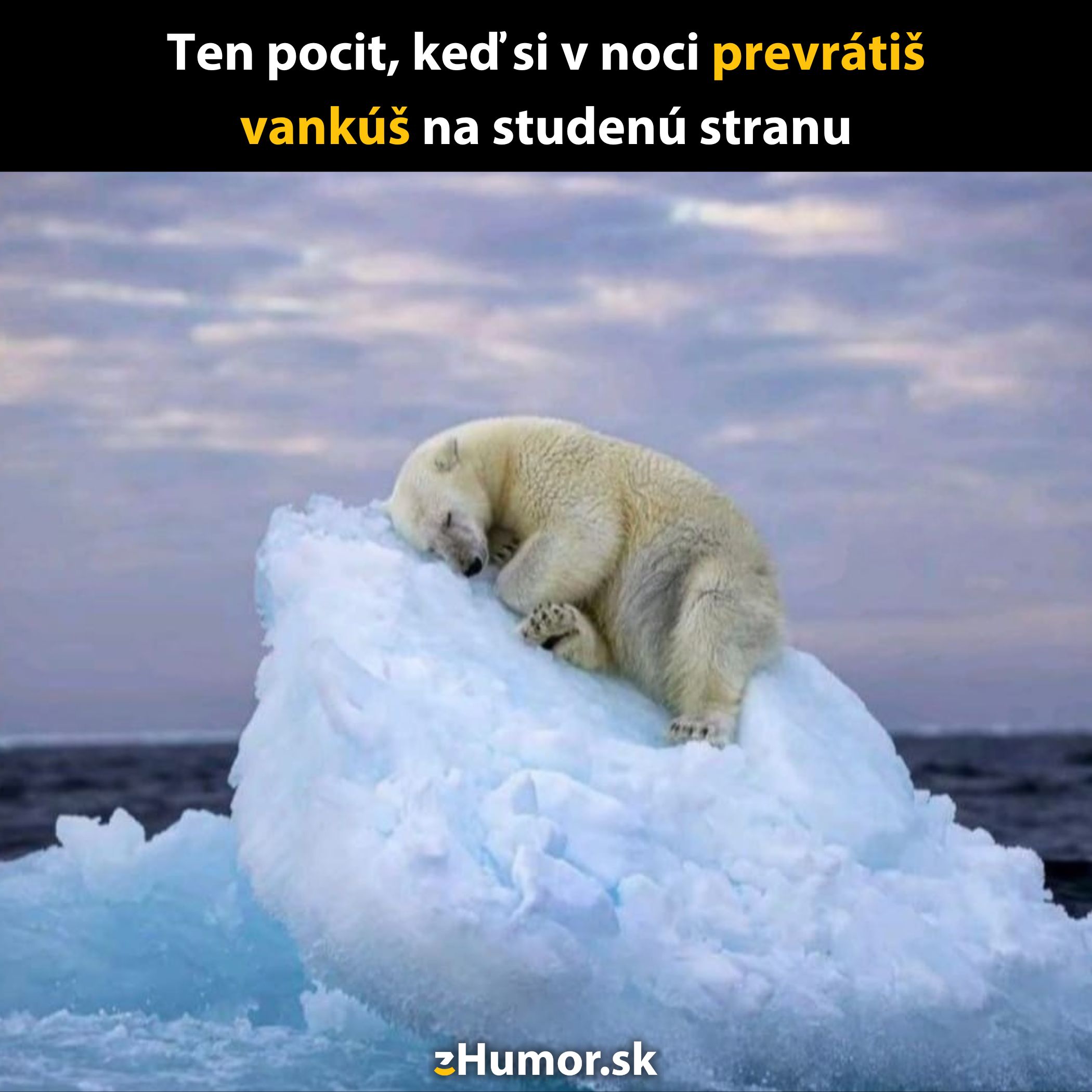 Ospalý ľadový medveď odpočíva na ľadovej kryhe, pripomína pocit, keď si v noci otočíte vankúš na studenú stranu.