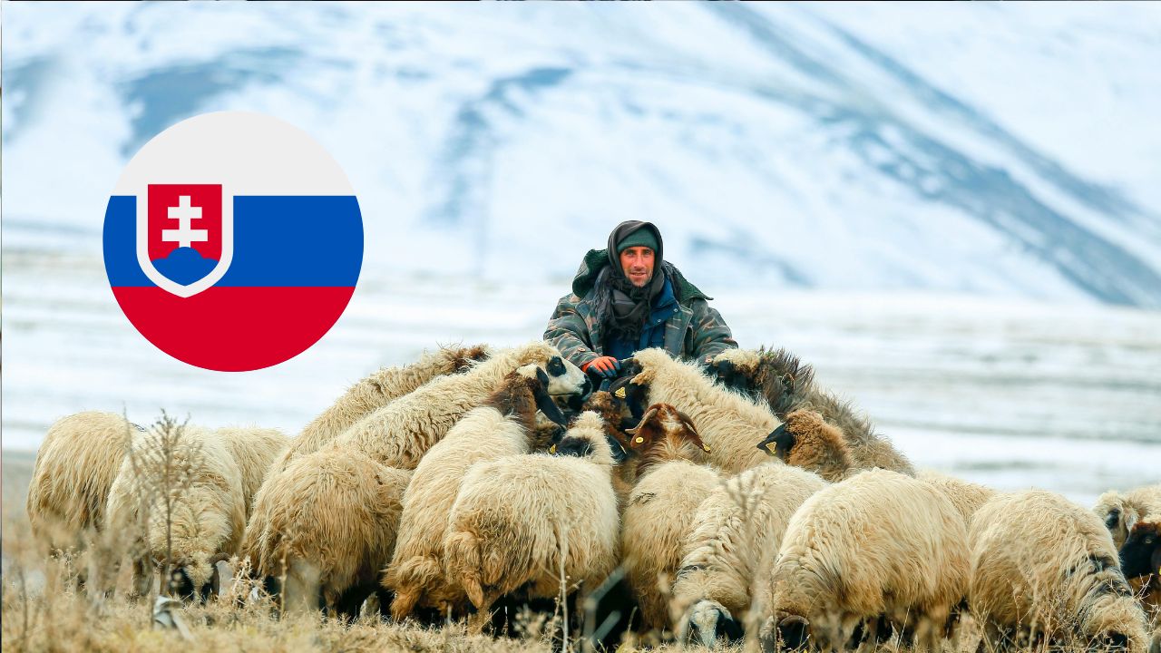 Pastier s ovcami v zimnej krajine Slovenska, symbolizujúci miestnu tradíciu a kultúru.