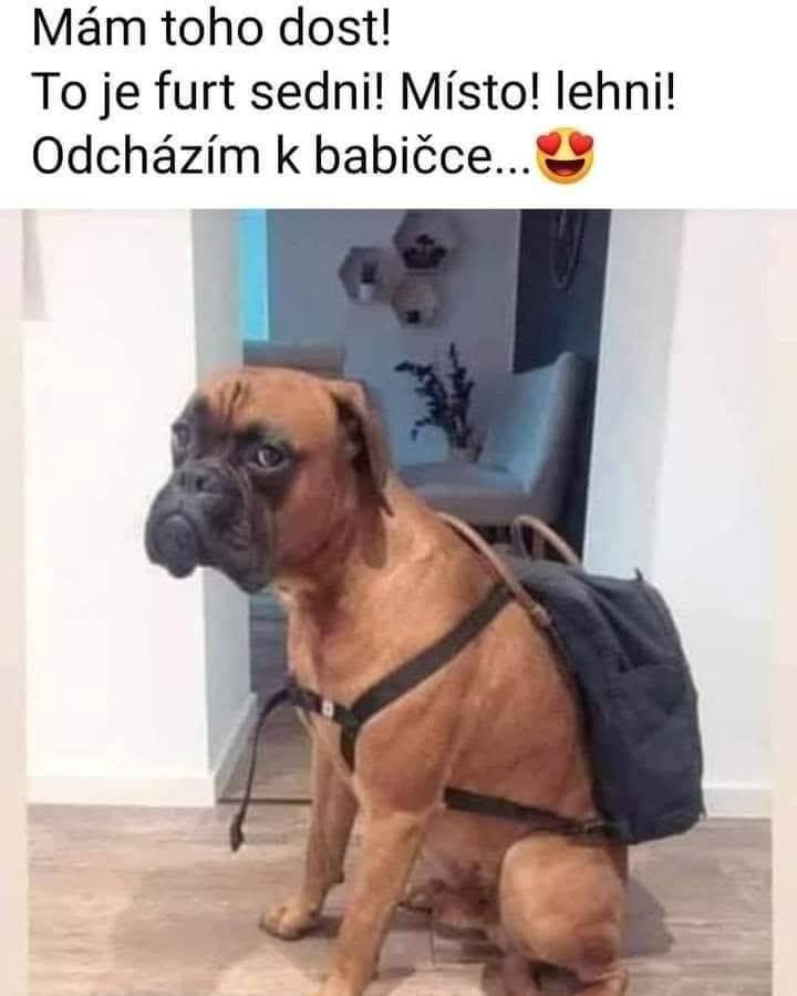 Smutný pes boxer s ruksakom sedí v chodbe, pripravený odísť za babičkou po vypočutí príkazov.