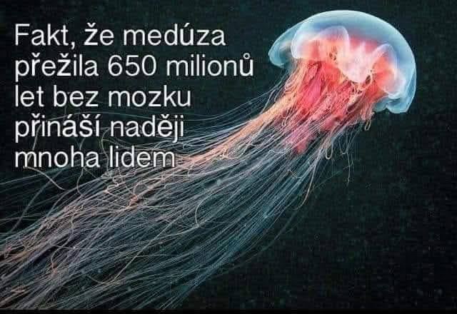 Medúza vo vode s textom: Fakt, že medúza prežila 650 miliónov rokov bez mozgu, prináša nádej mnohým ľuďom.