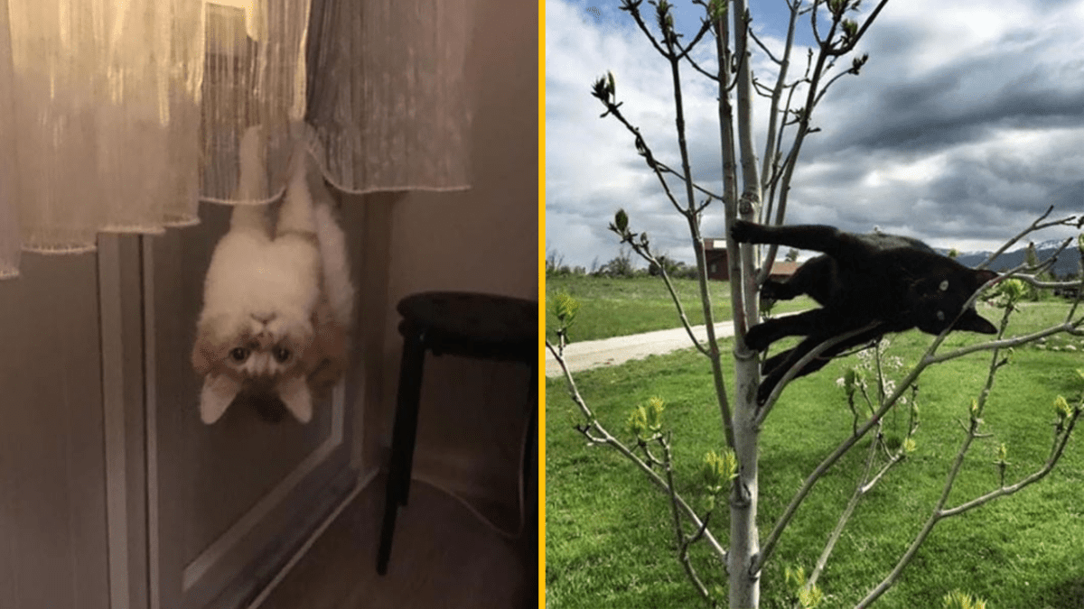 Mačka visí dolu hlavou na záclone, druhá leží na strome. Vtipné pózy mačiek vonku a v interiéri.
