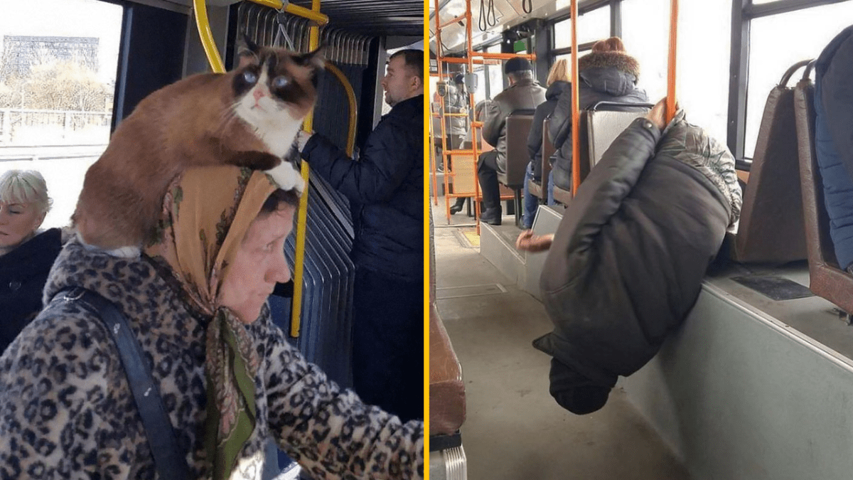 Žena v autobuse nesie mačku na hlave; muž sedí neobvykle. Každodenné cesty MHD s humorným nádychom.