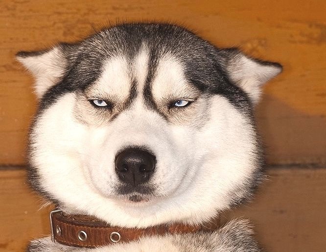 Sibírsky husky s modrými očami a zvláštnym výrazom na tvári, sediaci pred drevenou stenou.