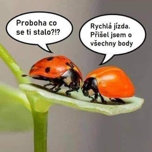 Dve lienky na liste, jedna s bodkami a druhá bez, vtipný rozhovor o rýchlej jazde a stratenej bode.