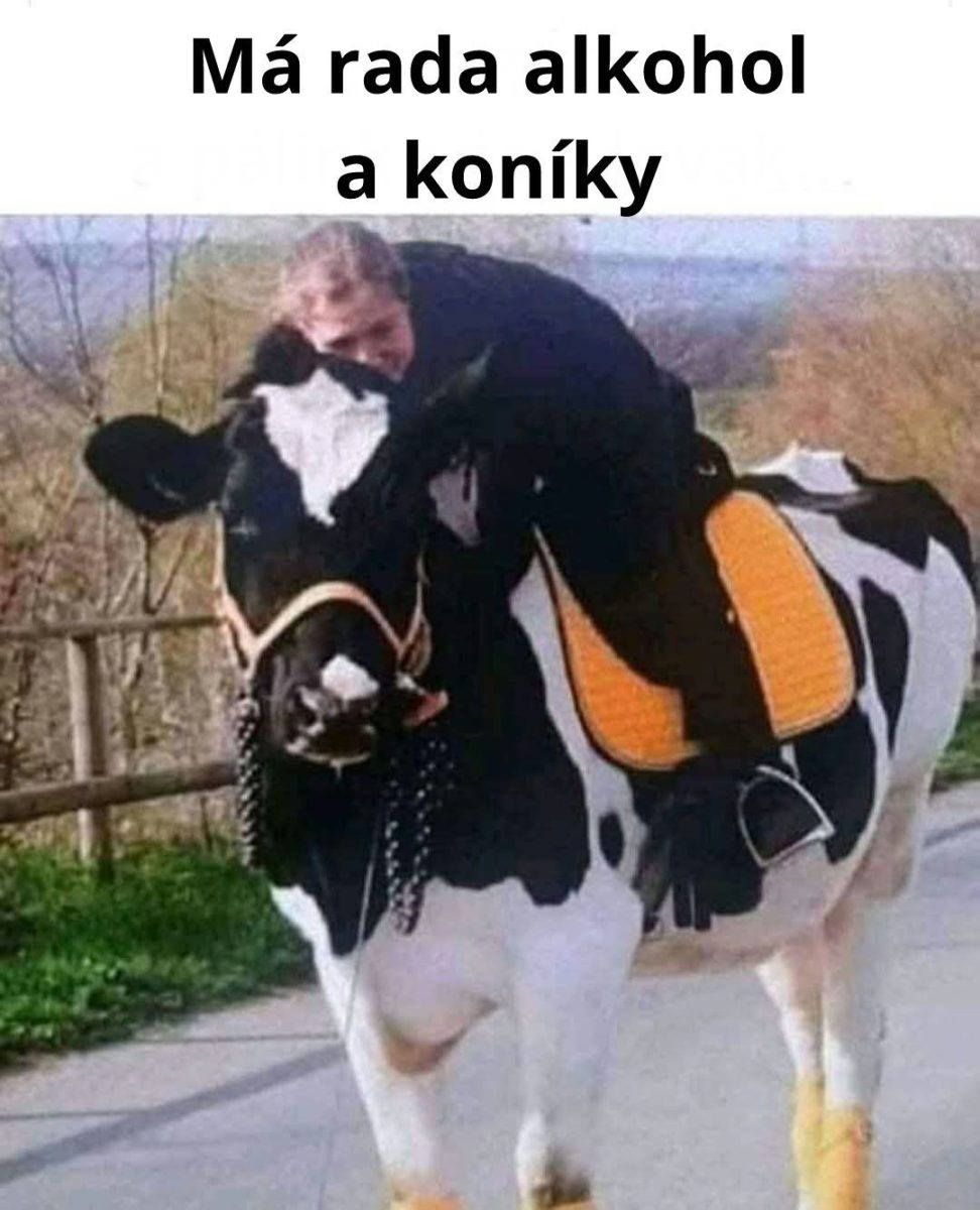 Muž jazdí na krave so sedlom na vidieckej ceste za slnečného dňa, text v hornej časti pridáva humorný prvok.