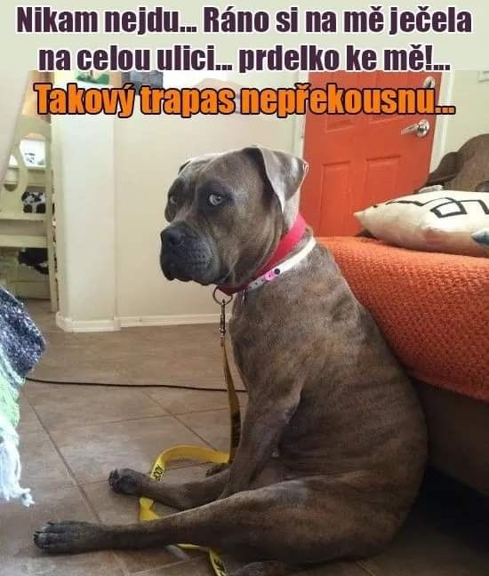 Pes sediaci na podlahe s vtipným textom, vyzerá smutne počas oddychu v obývačke.
