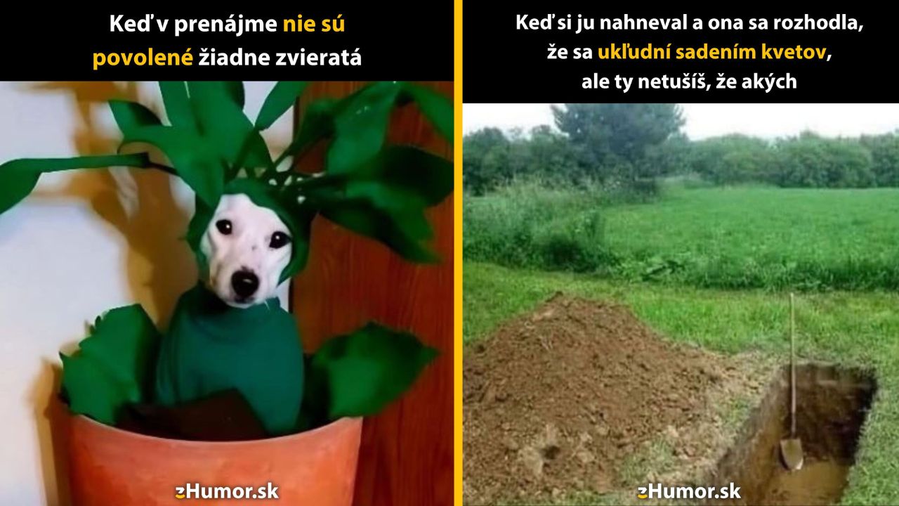 Pes prezlečený za rastlinu v kvetináči a jama so záhradným náradím na pozadí humorného kontextu.
