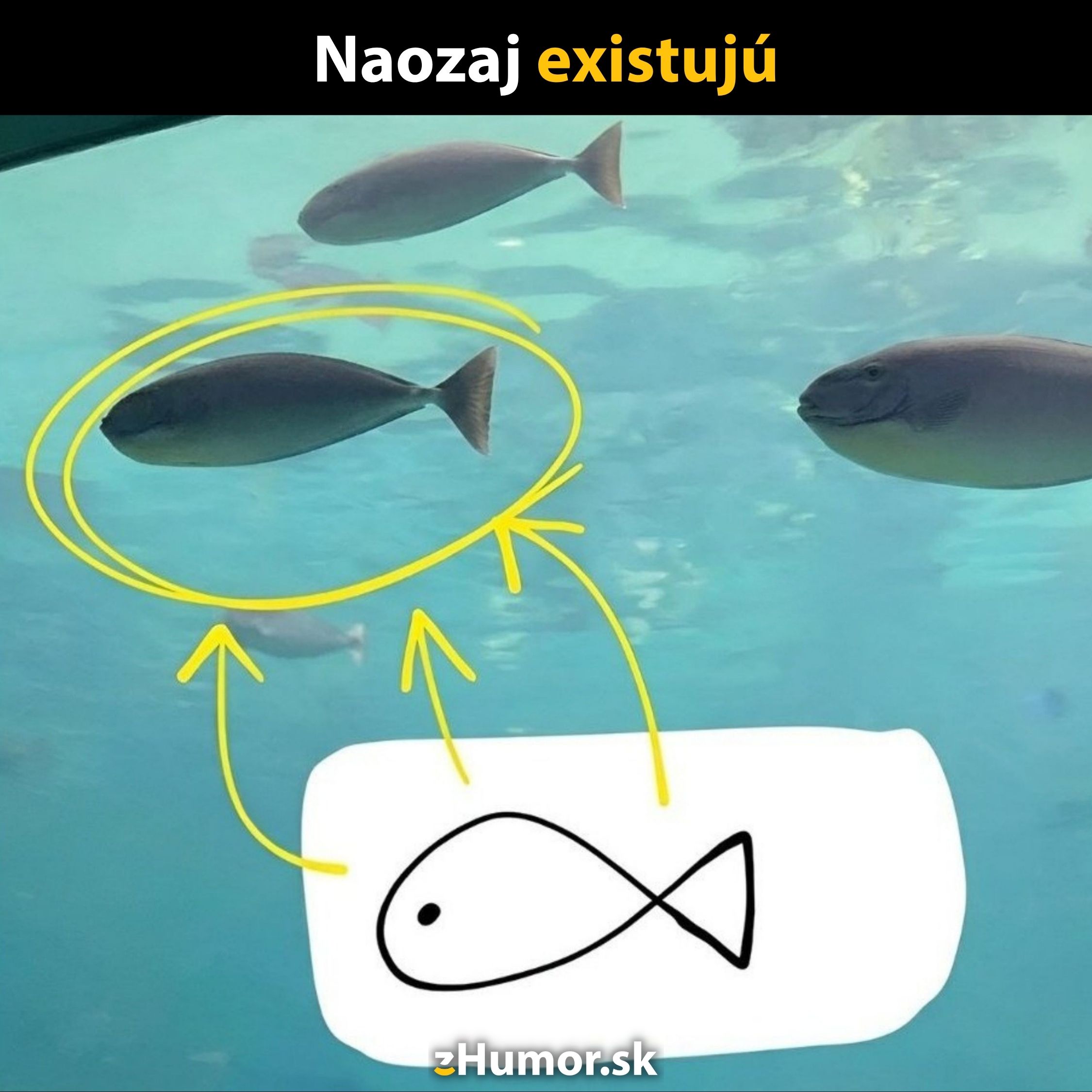 Rybka pláva vo vode s nákresom na porovnanie, žlté šípky ukazujú podobnosť s diagramom.