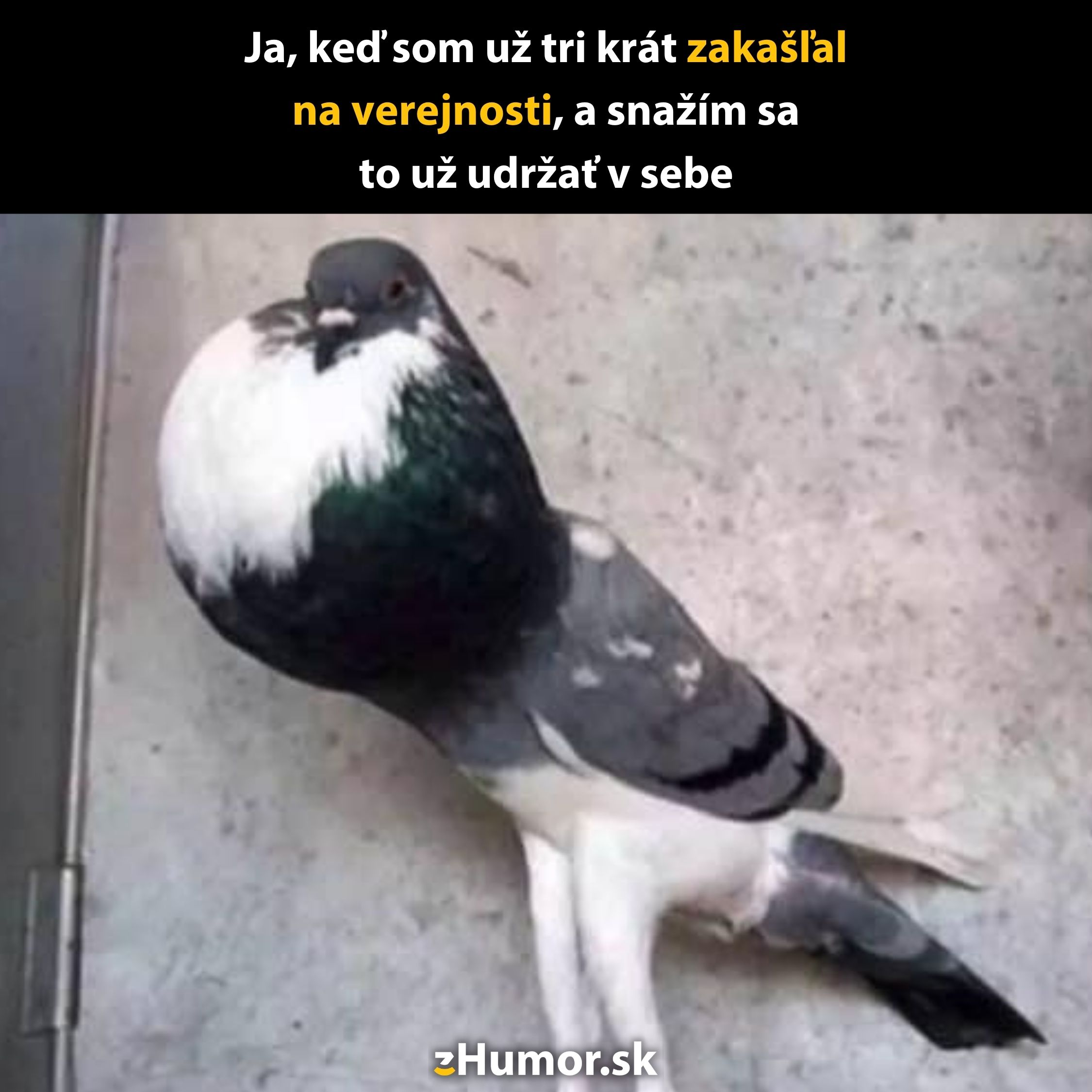 Holub s veľkým nádorom na krku pri stene, s textom o kašli na verejnosti a zadržiavaní kašľa.