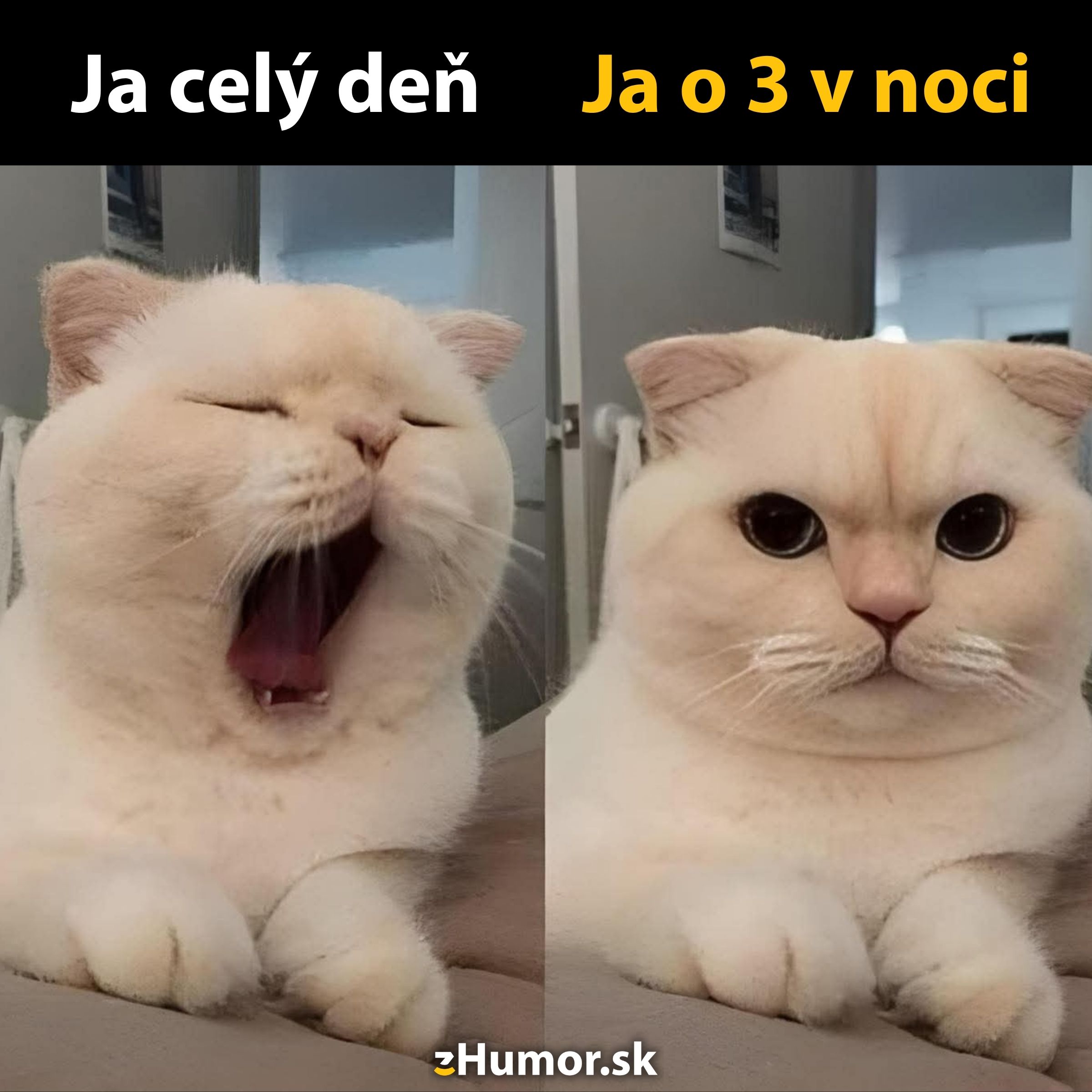 Mačka zívajúca celý deň, prebudená a bdelá o 3 v noci. Úsmevné porovnanie denných návykov.