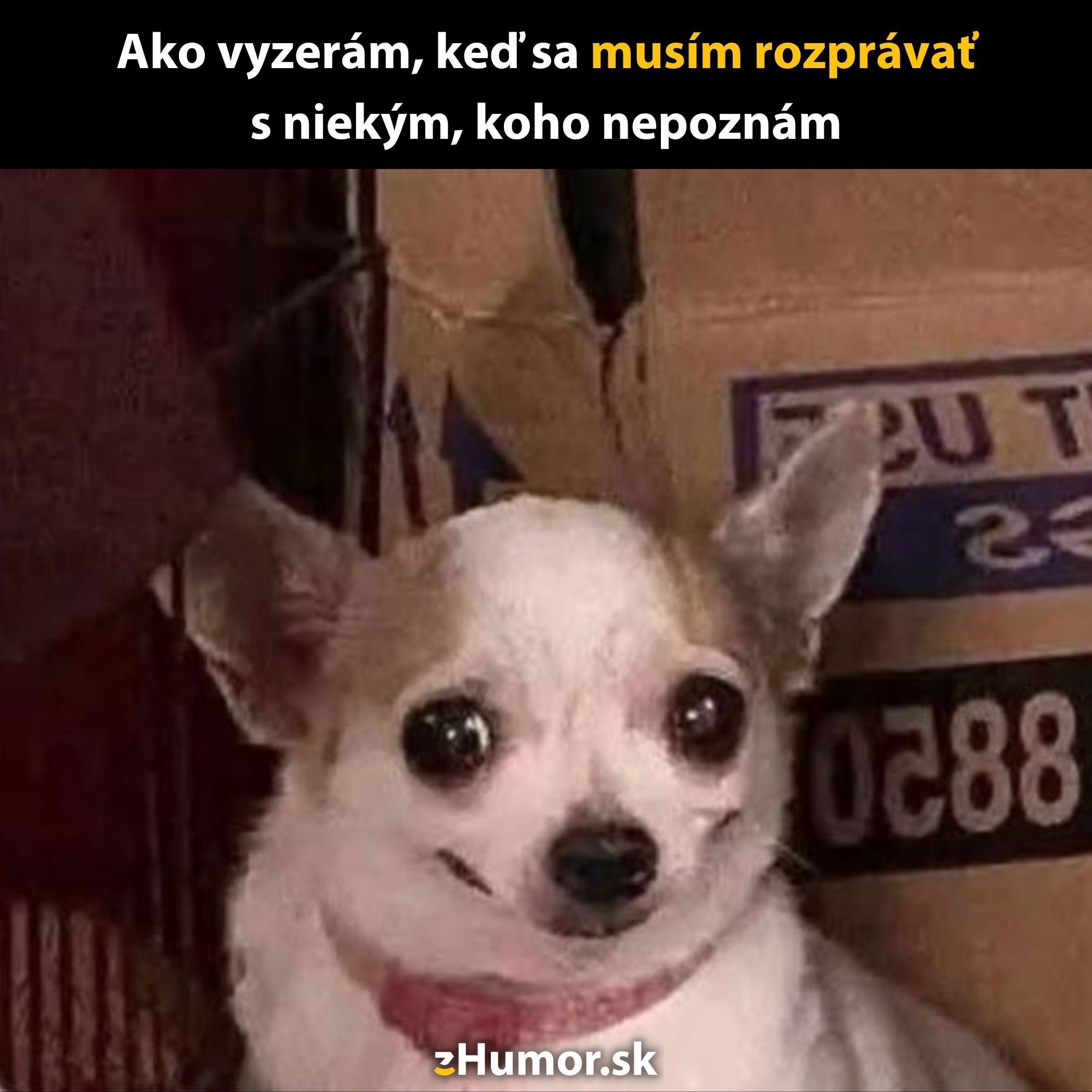 Pes s rozpačitým úsmevom sedí pred kartónovou škatuľou, ilustrujúc nepríjemné konverzácie s cudzími.