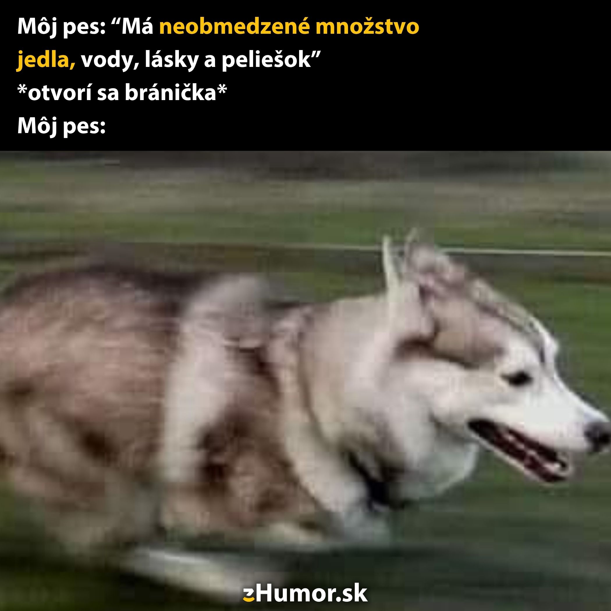 Pes uteká rýchlosťou blesku po trávniku, text v pozadí vtipne popisuje jeho entuziazmus.
