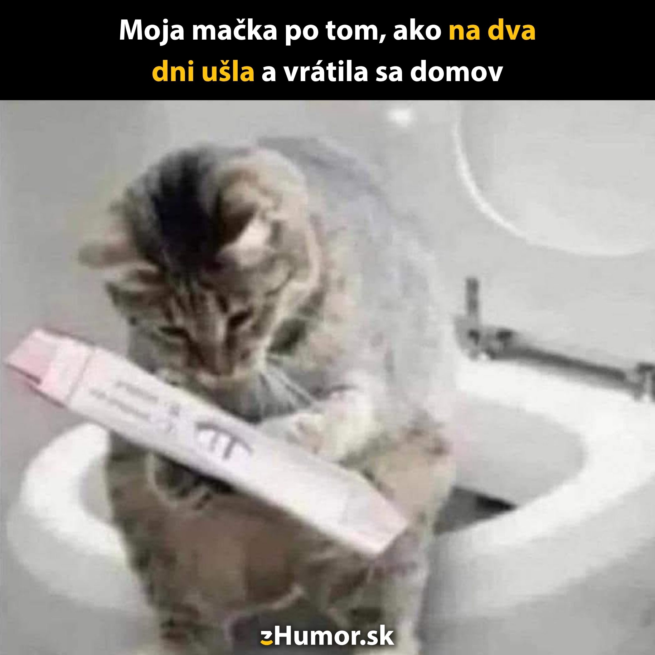 Mačka s tehotenským testom v kúpeľni, vtipná situácia po návrate domov.