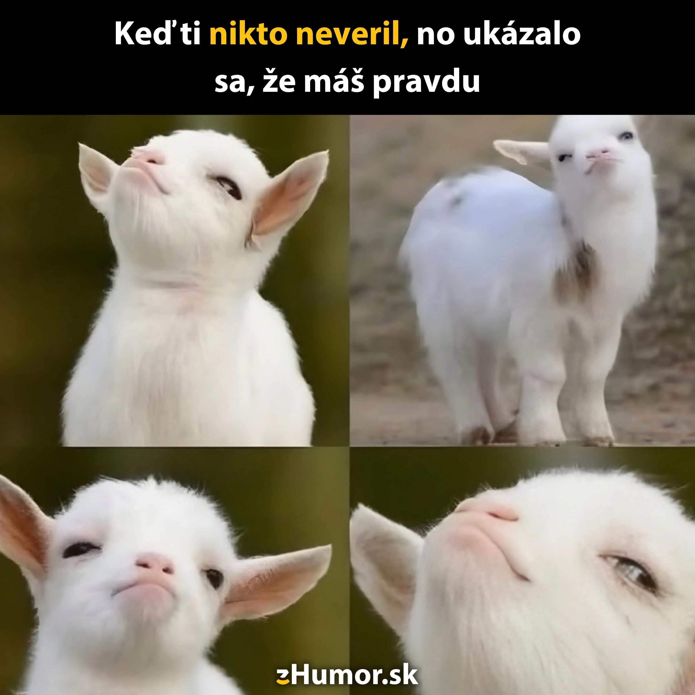 Mladá koza vyjadruje spokojnosť a sebavedomie v koláži štyroch obrázkov.