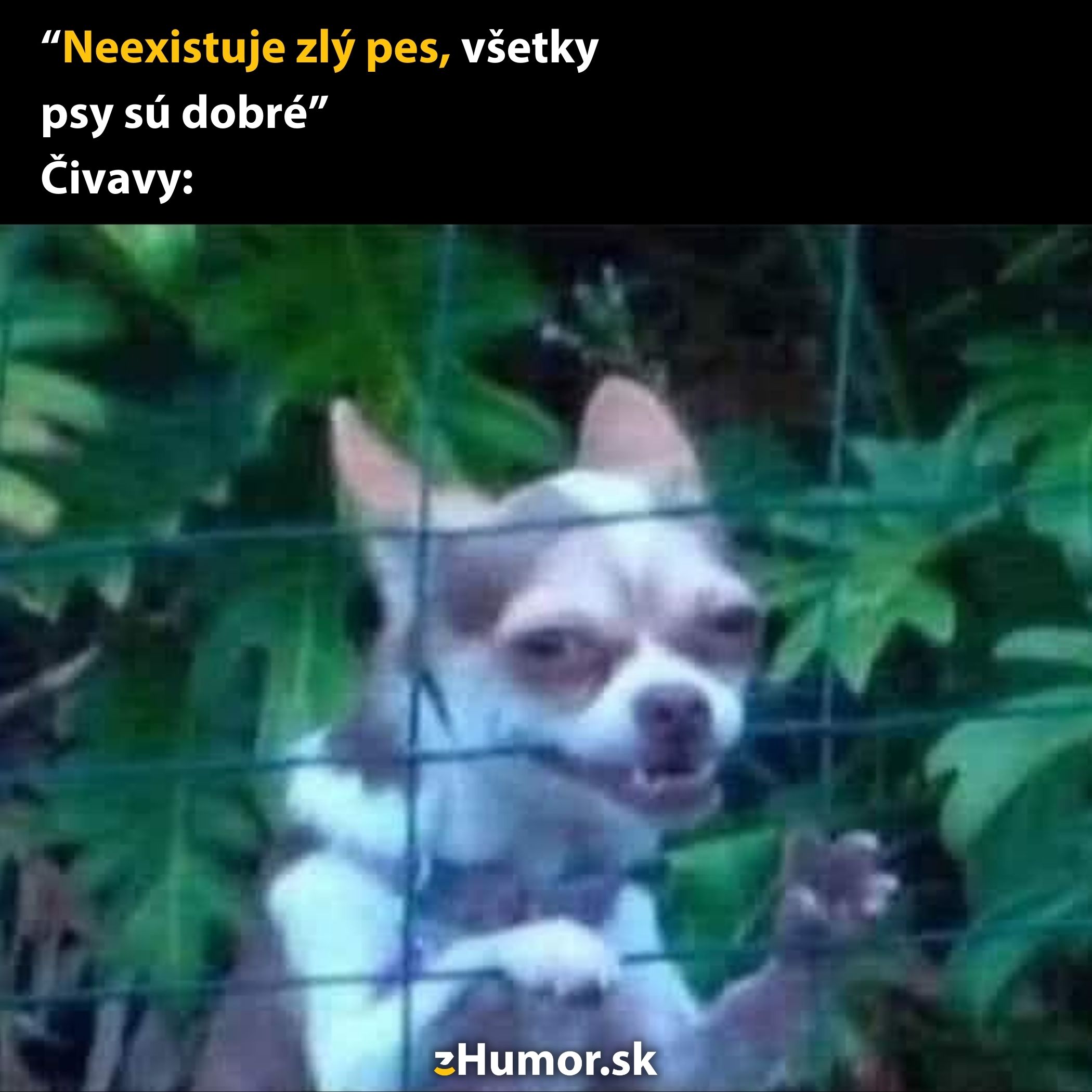 Usmievavá čivava za plotom s vtipným textom o povesti psov.