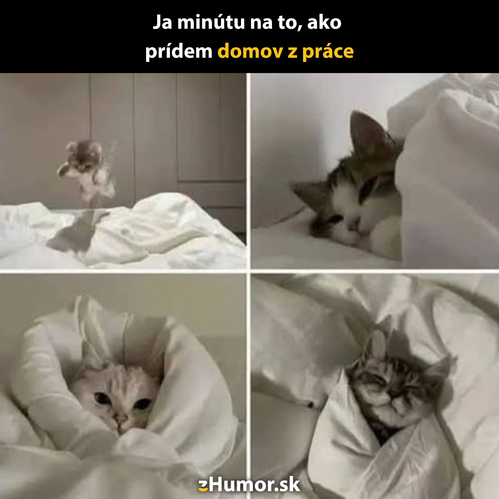 Mačky oddychujúce v perinách s veselým textom o návrate z práce domov.