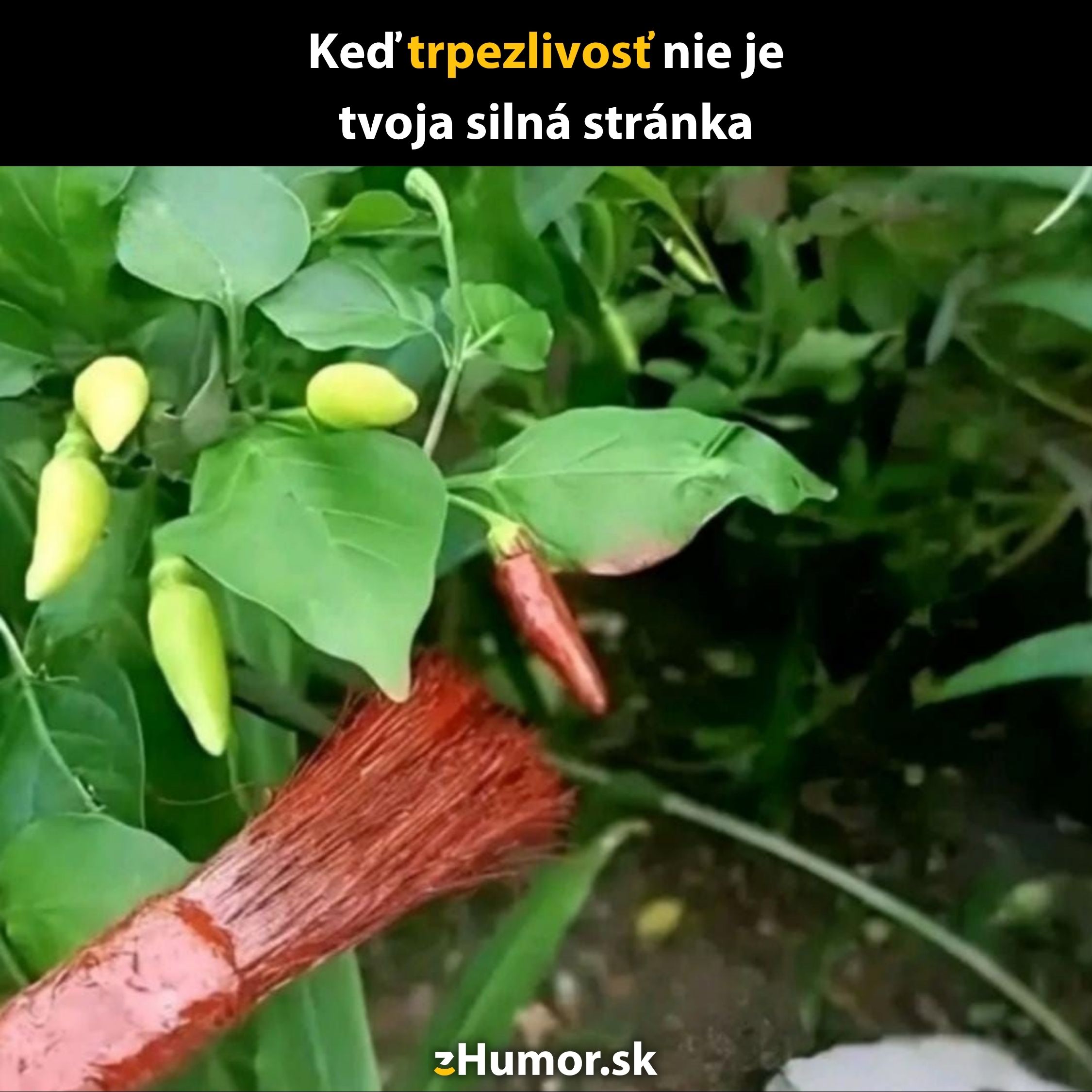 Červená paprika natretá štetcom maľby medzi zelenými paprikami vtipne ilustruje netrpezlivosť v pestovaní.