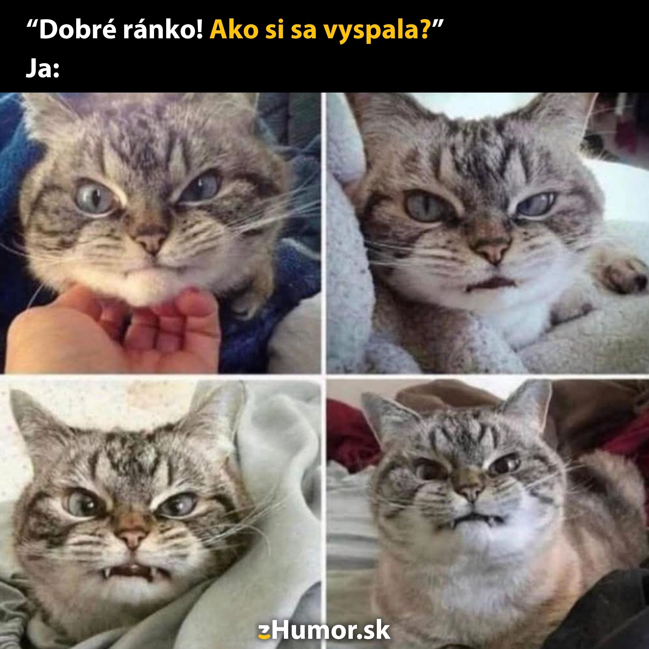 Na štyroch obrázkoch je mačka s rôznymi výrazmi tváre, ktoré naznačujú nevôľu alebo nespokojnosť.