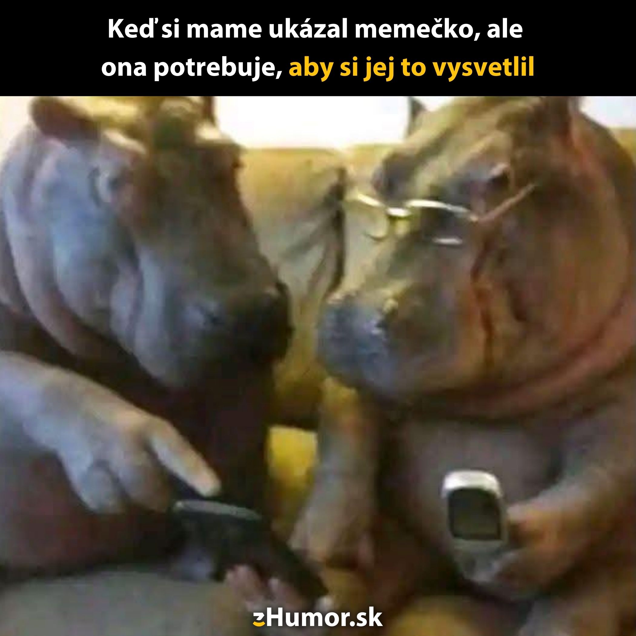 Dva hrochy na gauči s mobilmi, jeden nosí okuliare, vtipná situácia.
