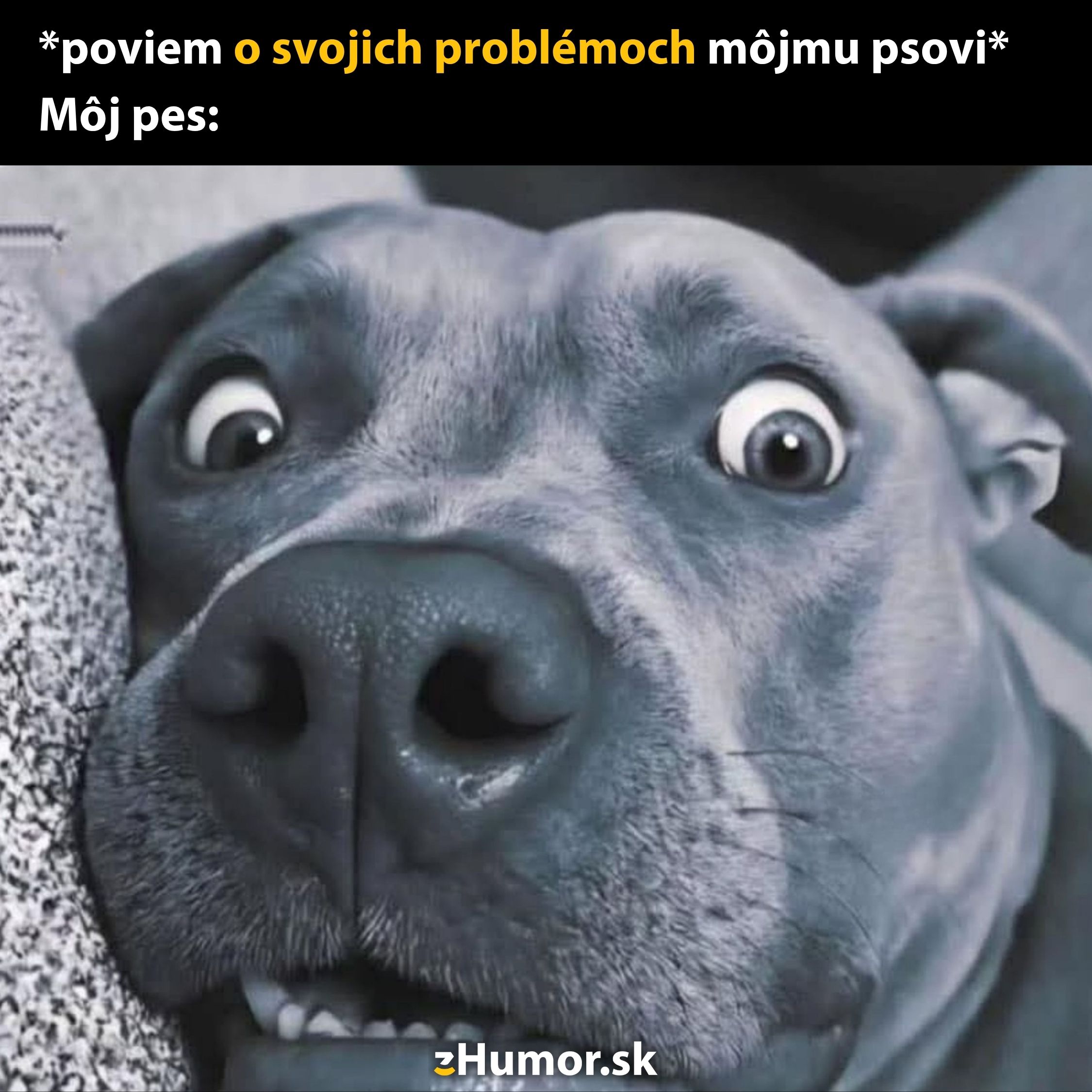 Pes s vystrašeným výrazom na tvári, keď rozprávam o svojich problémoch. Zábavný moment medzi človekom a psom.