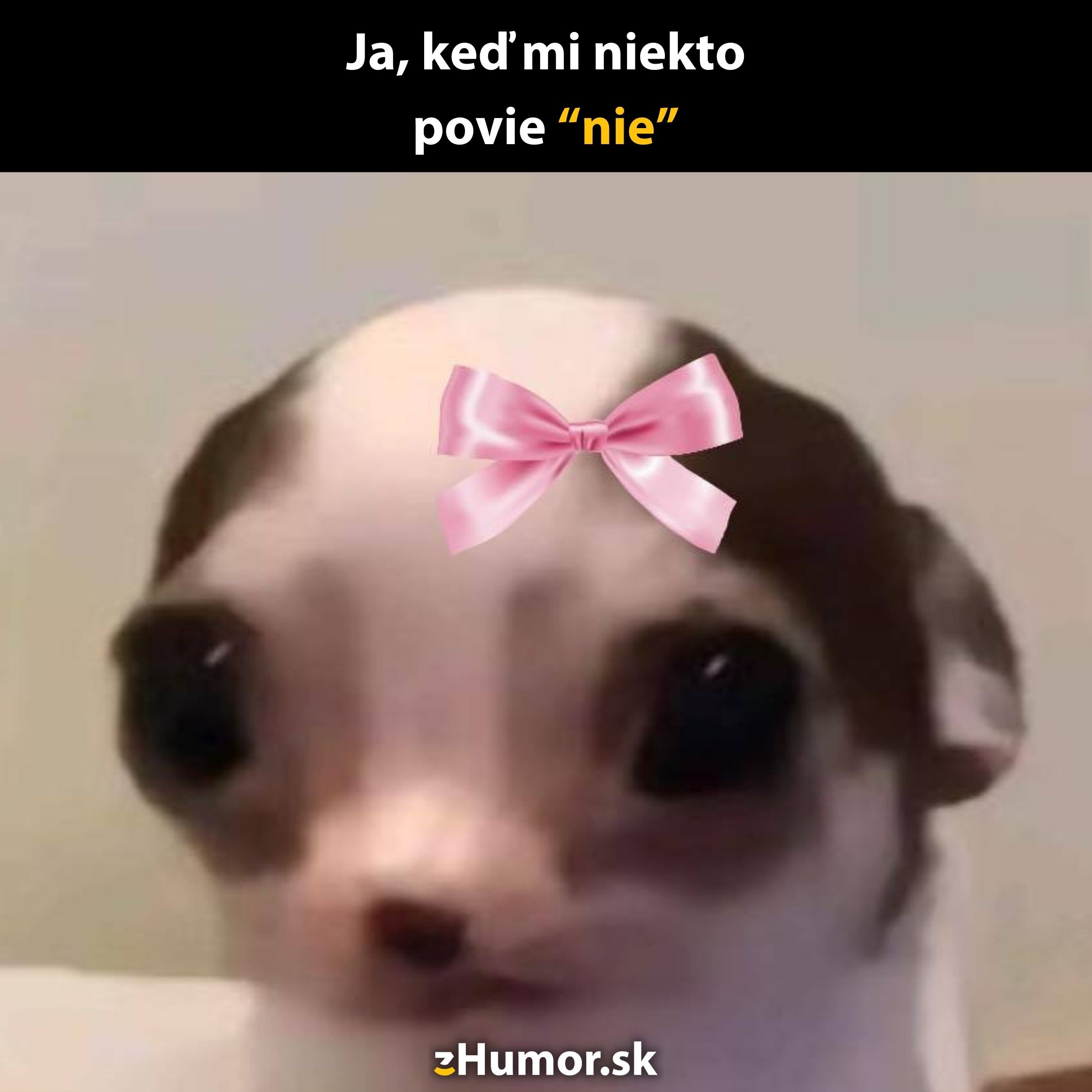 Pes s veľkými očami a ružovou mašľou na hlave reaguje zmätene na slovo nie v humornom meme.