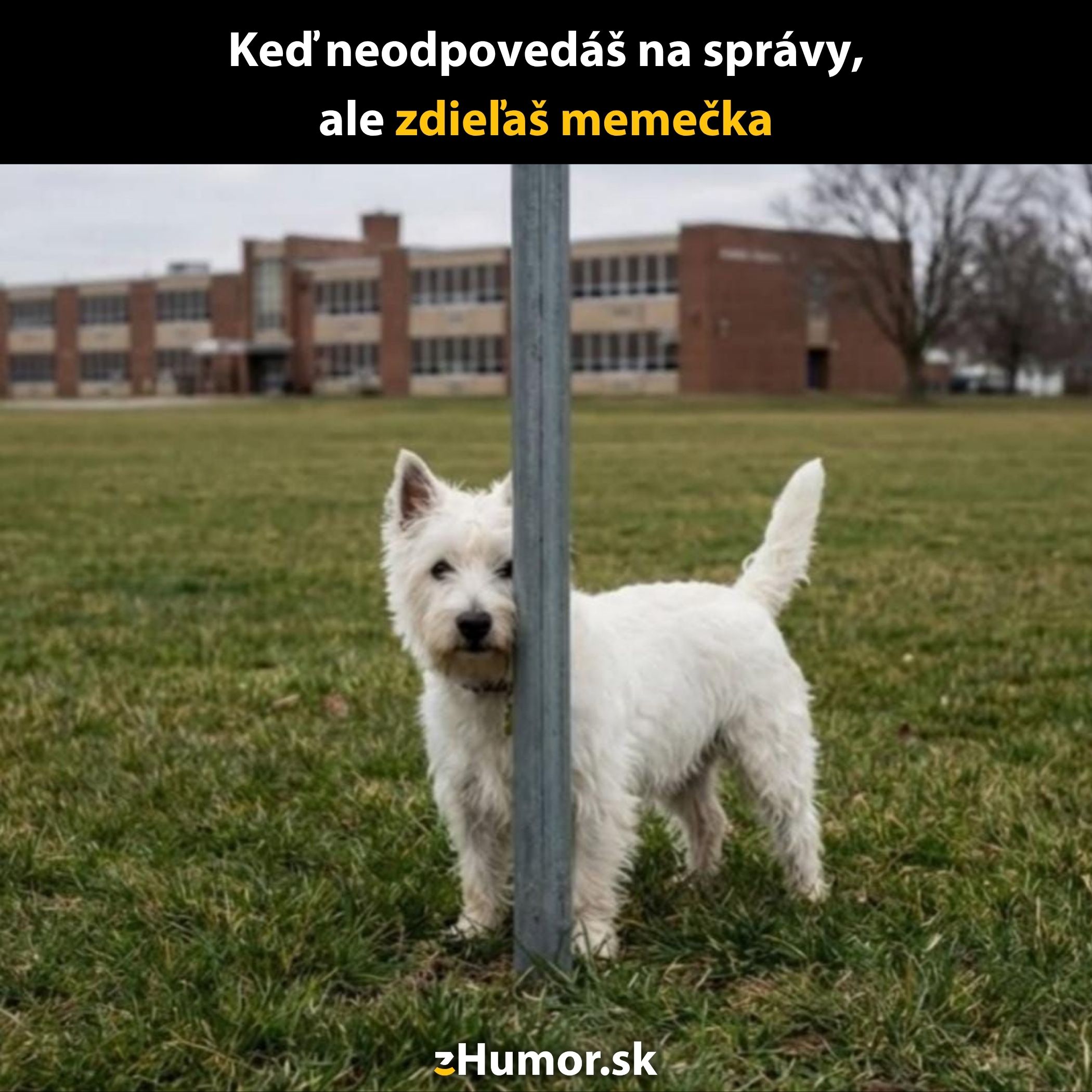 Pes stojí za stĺpom, opticky rozdelený, s nápisom Keď neodpovedáš na správy, ale zdieľaš memečka.