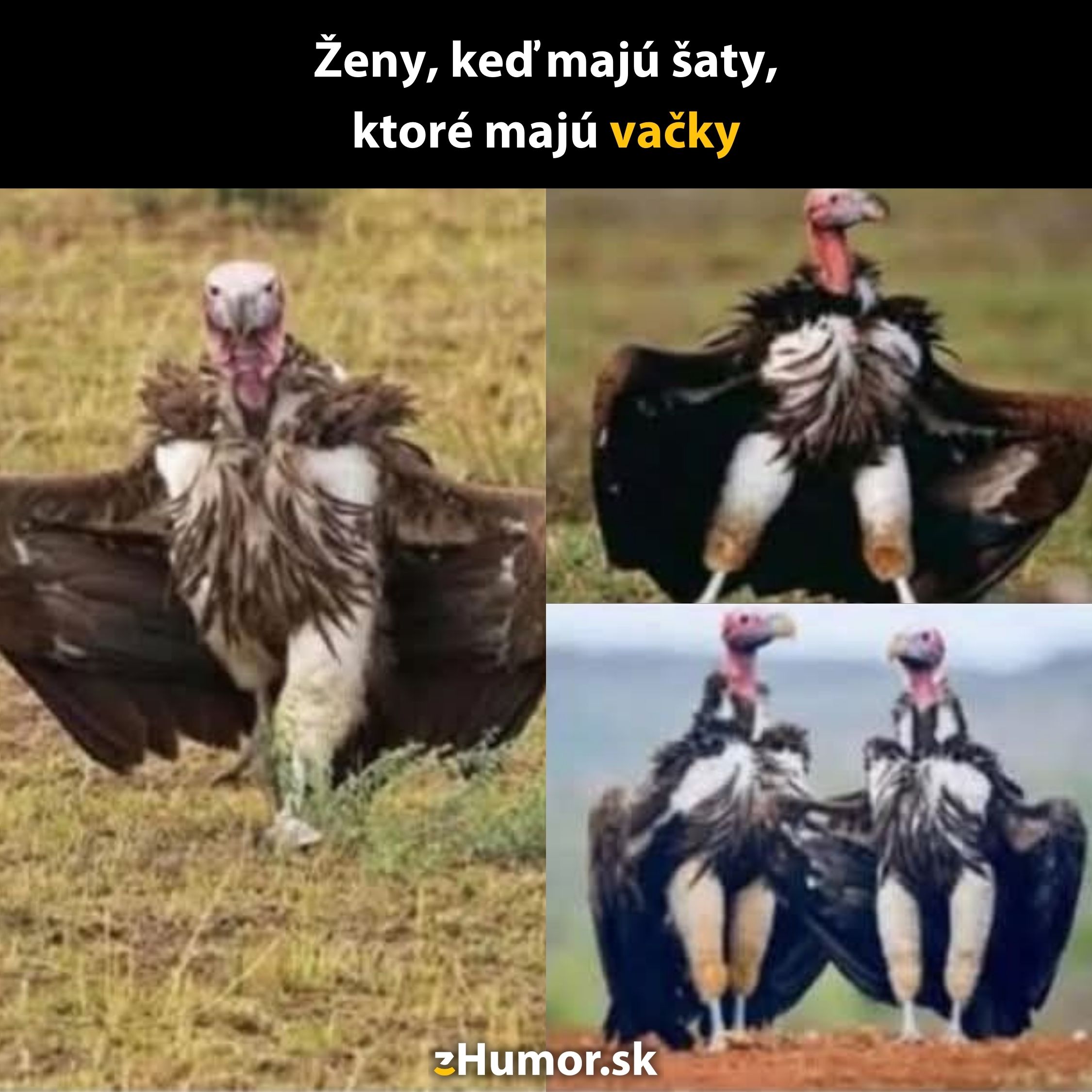 Sup so zdvihnutými krídlami evokujúci šaty s vreckami, humorná koláž, vtipný popis.
