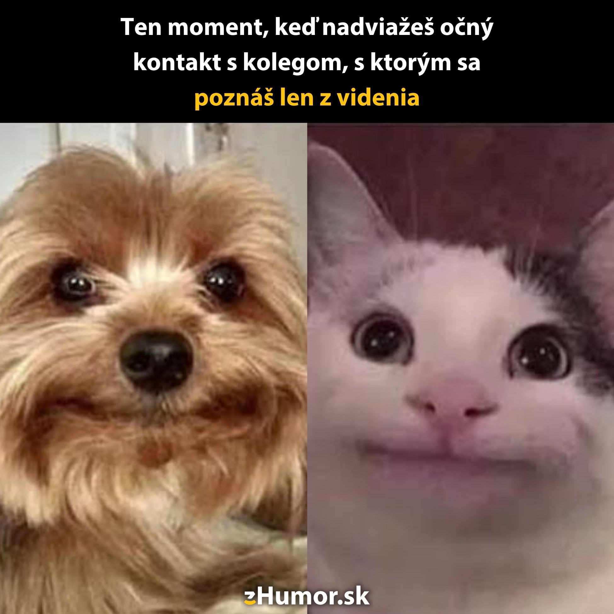 Pes a mačka s nervóznymi výrazmi, zachytávajú momenty nesmelého očního kontaktu medzi kolegami.