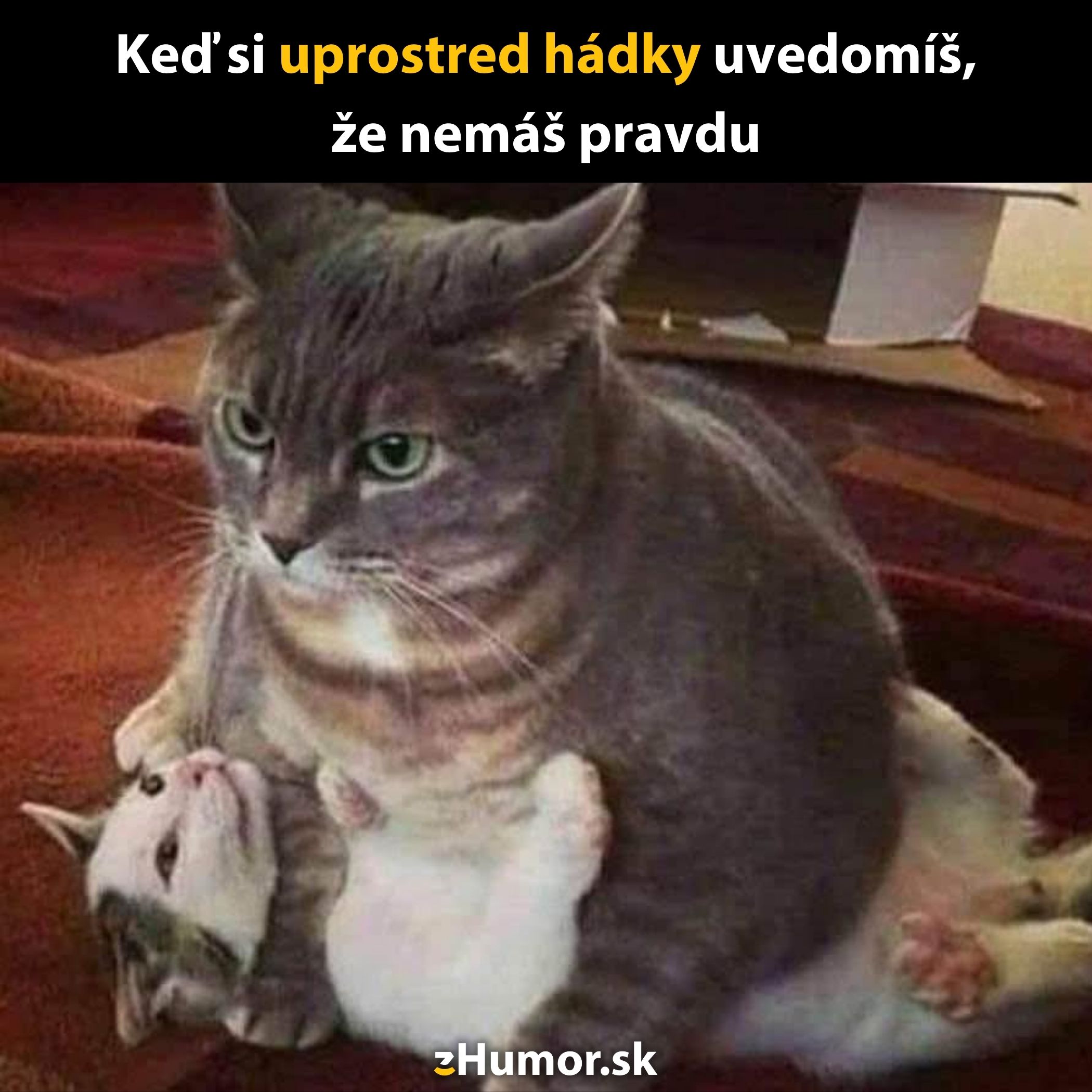 Veľká mačka sedí na malej, ilustrujúca pocit z nevydarenej hádky.