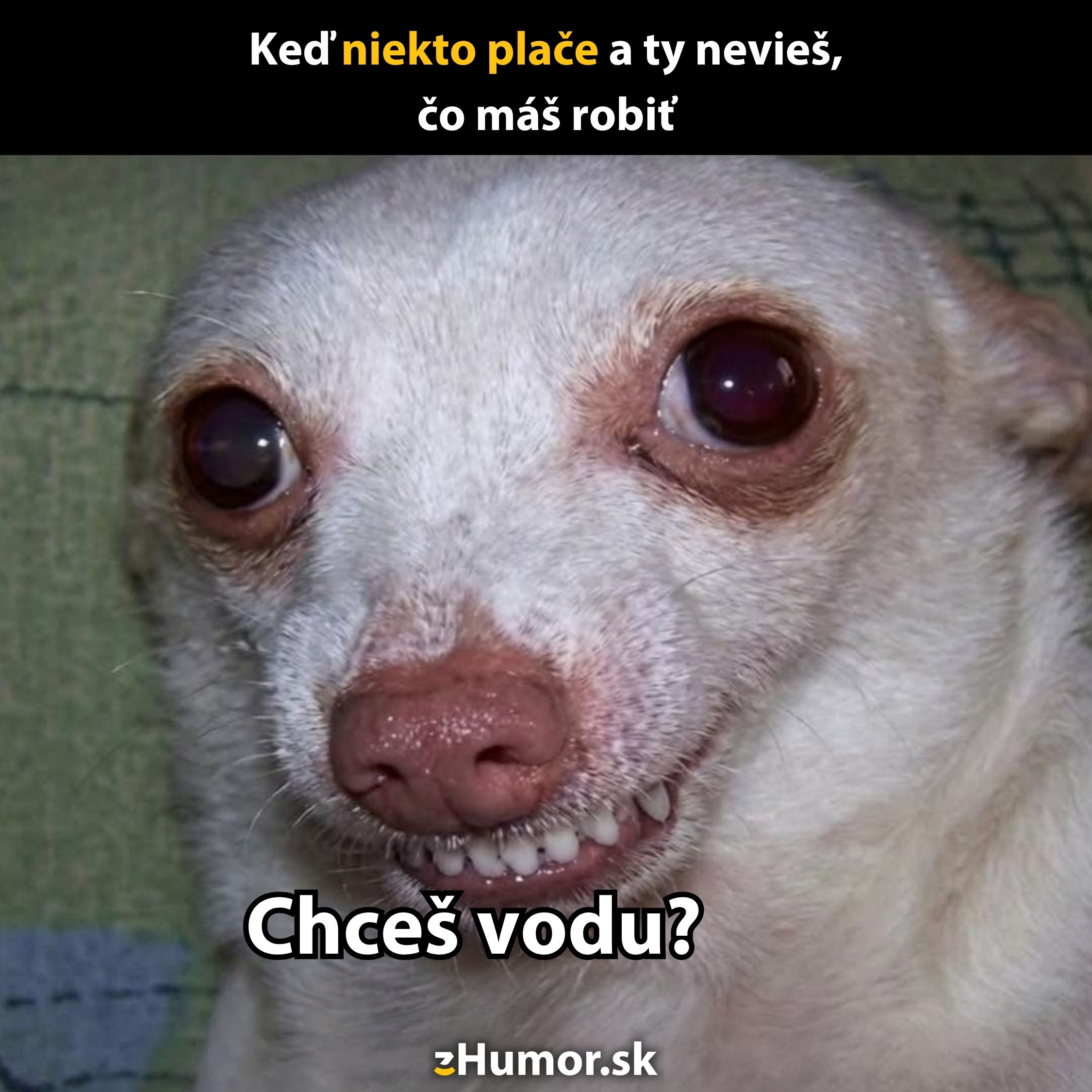 Pes s vtipným výrazom ponúka vodu v reakcii na niekoho plač.
