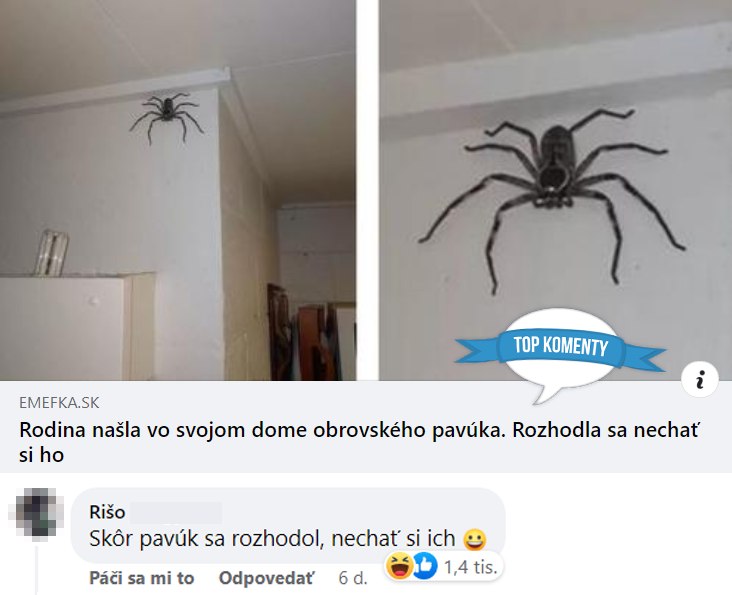 Obrovský pavúk na stene v dome rodiny, ktorá sa rozhodla ho tolerovať.