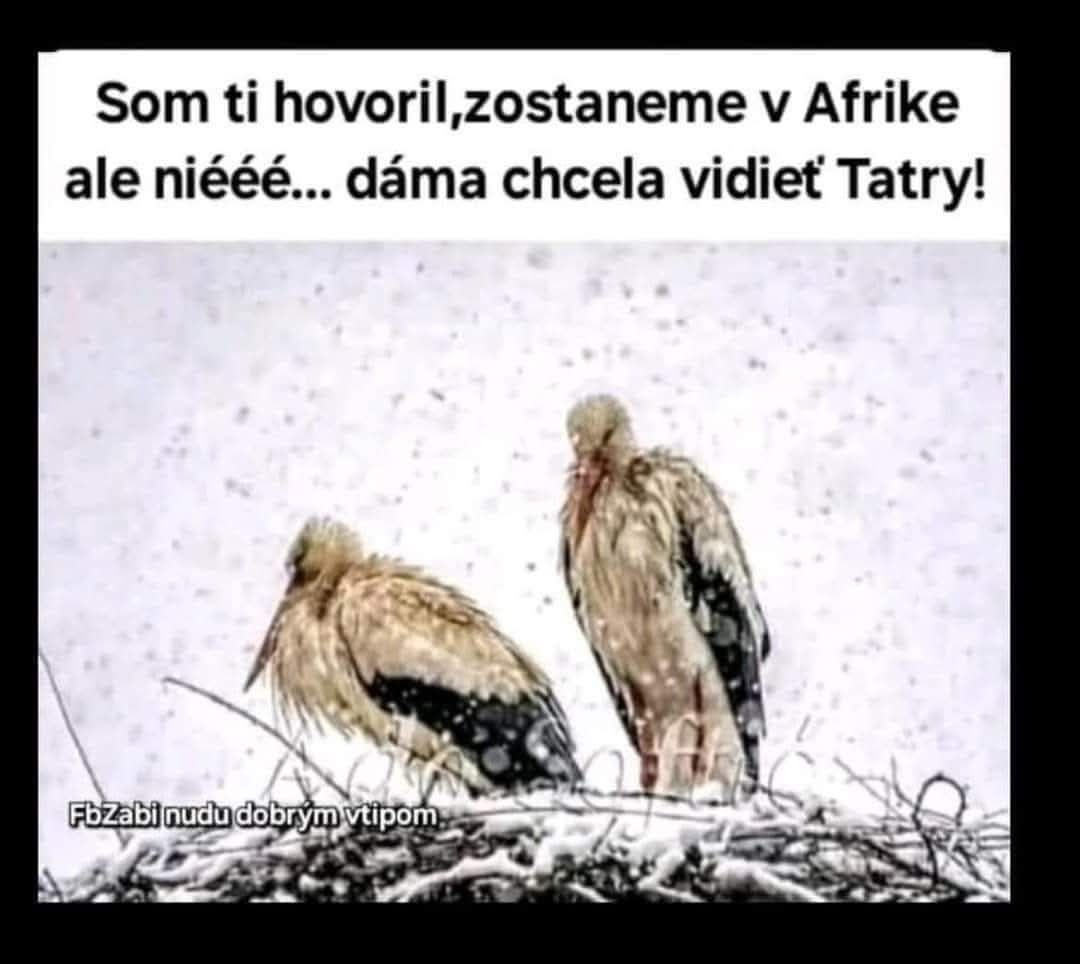 Bociany v snehu s vtipným textom o návšteve Tatier namiesto Afriky, zachytené na zasneženom hniezde.