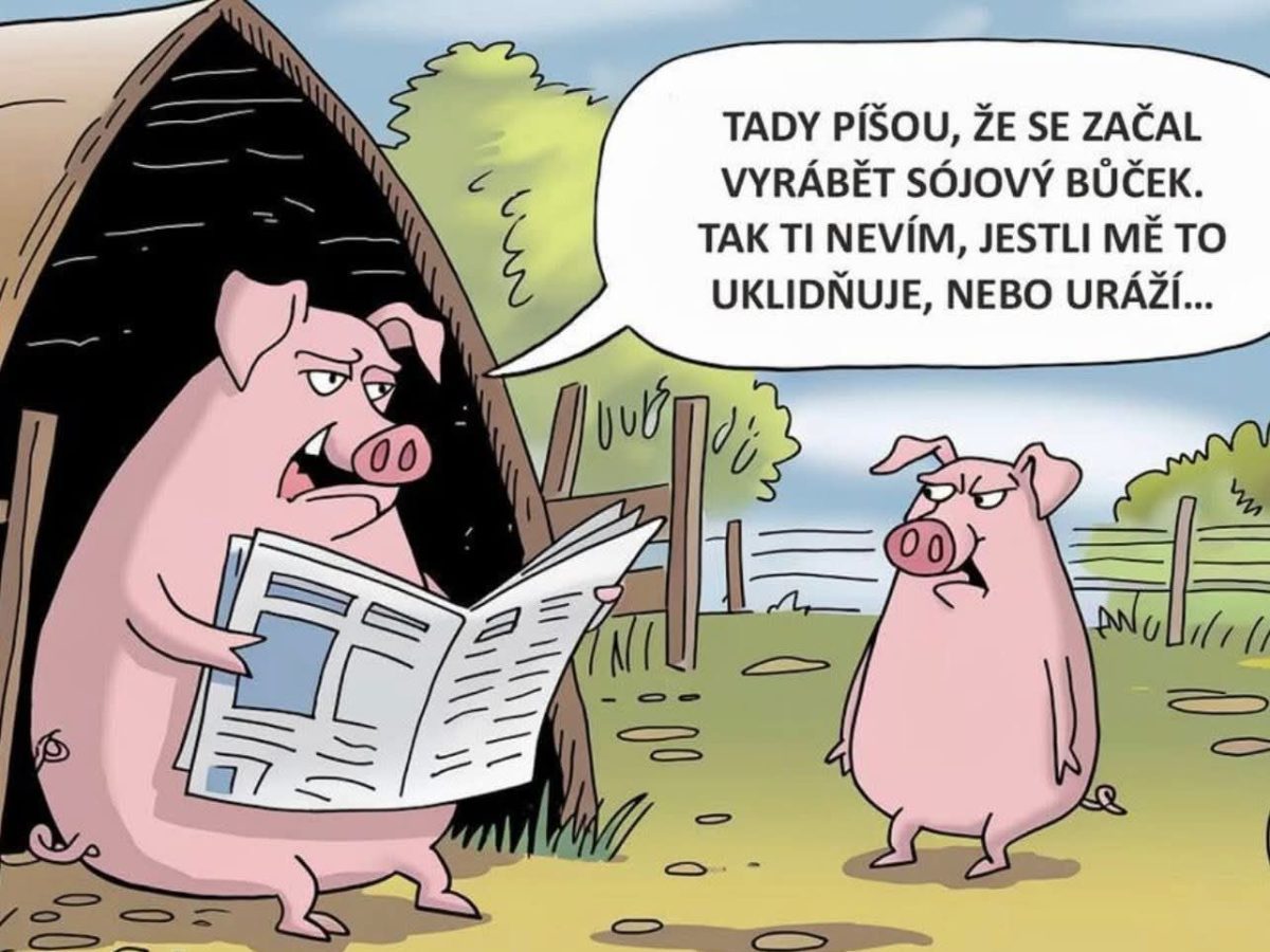 Dve prasiatka diskutujú o sójovom bôčiku; jedno číta noviny, druhé je zamyslené vonku.