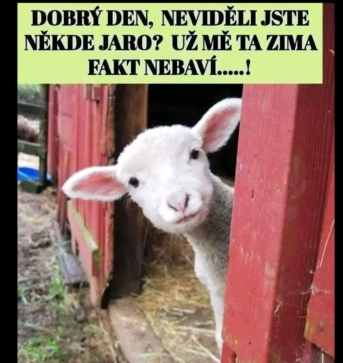 Ovca vykúkajúca z červenej stodoly s otázkou o príchode jari na vtipnom obrázku.