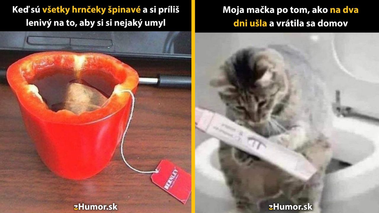 Paprika slúžiaca ako šálka čaju a mačka s pohľadom do diaľky, vtipná kombinácia bežného dňa.
